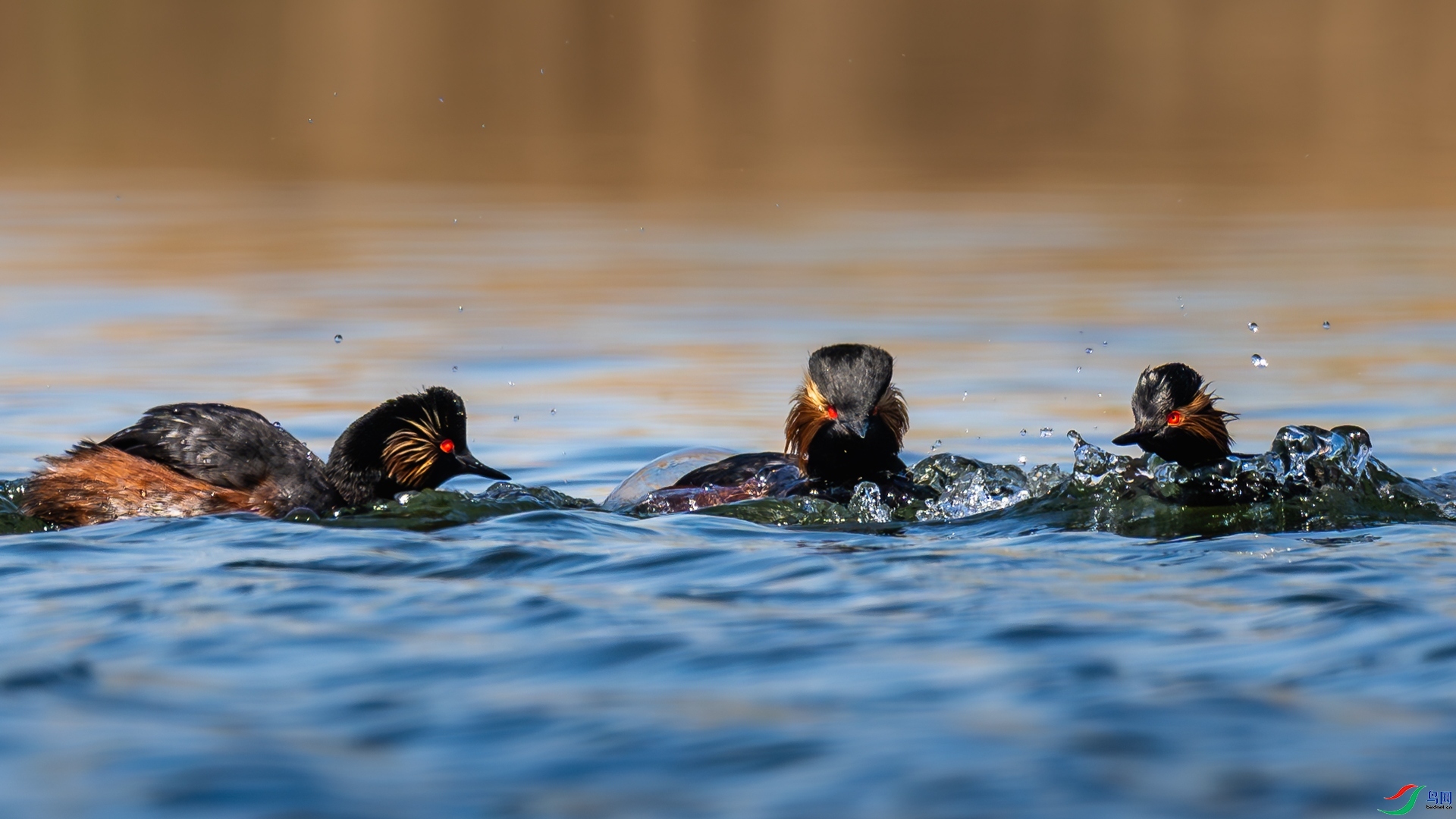 ׼��ս��  ���� ����ľ �ܶ�.jpg