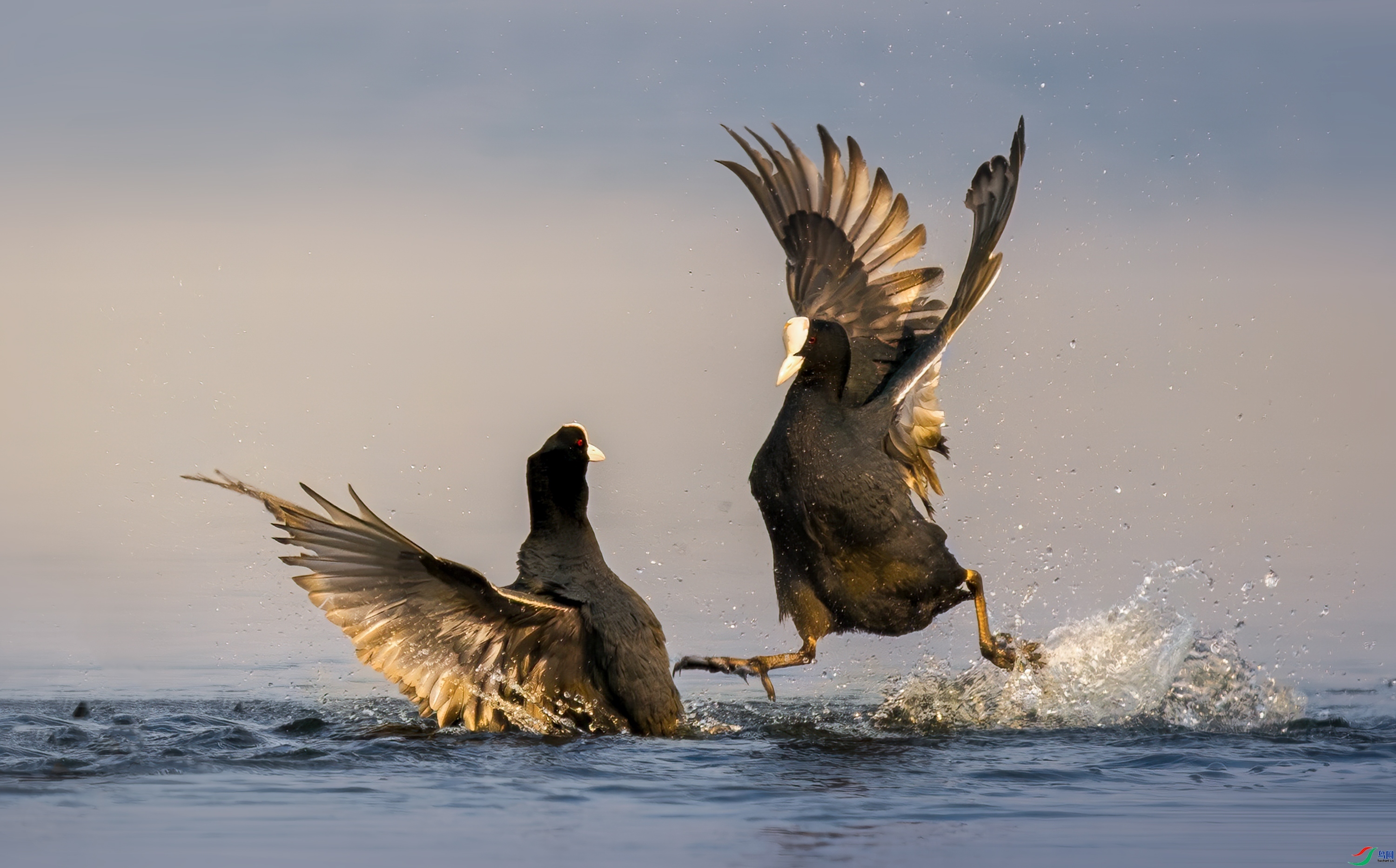 �׹Ƕ�  ���� 춼ͷ� �ܶ�.jpg