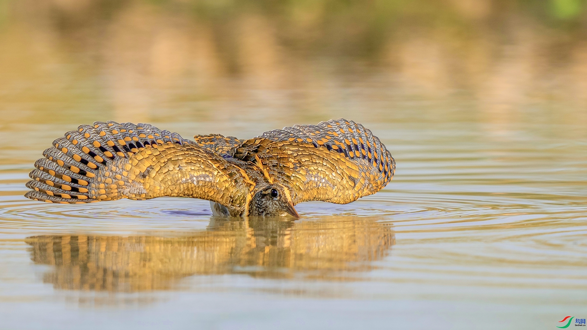 ����֮��  ���� �ϫ ����.jpg