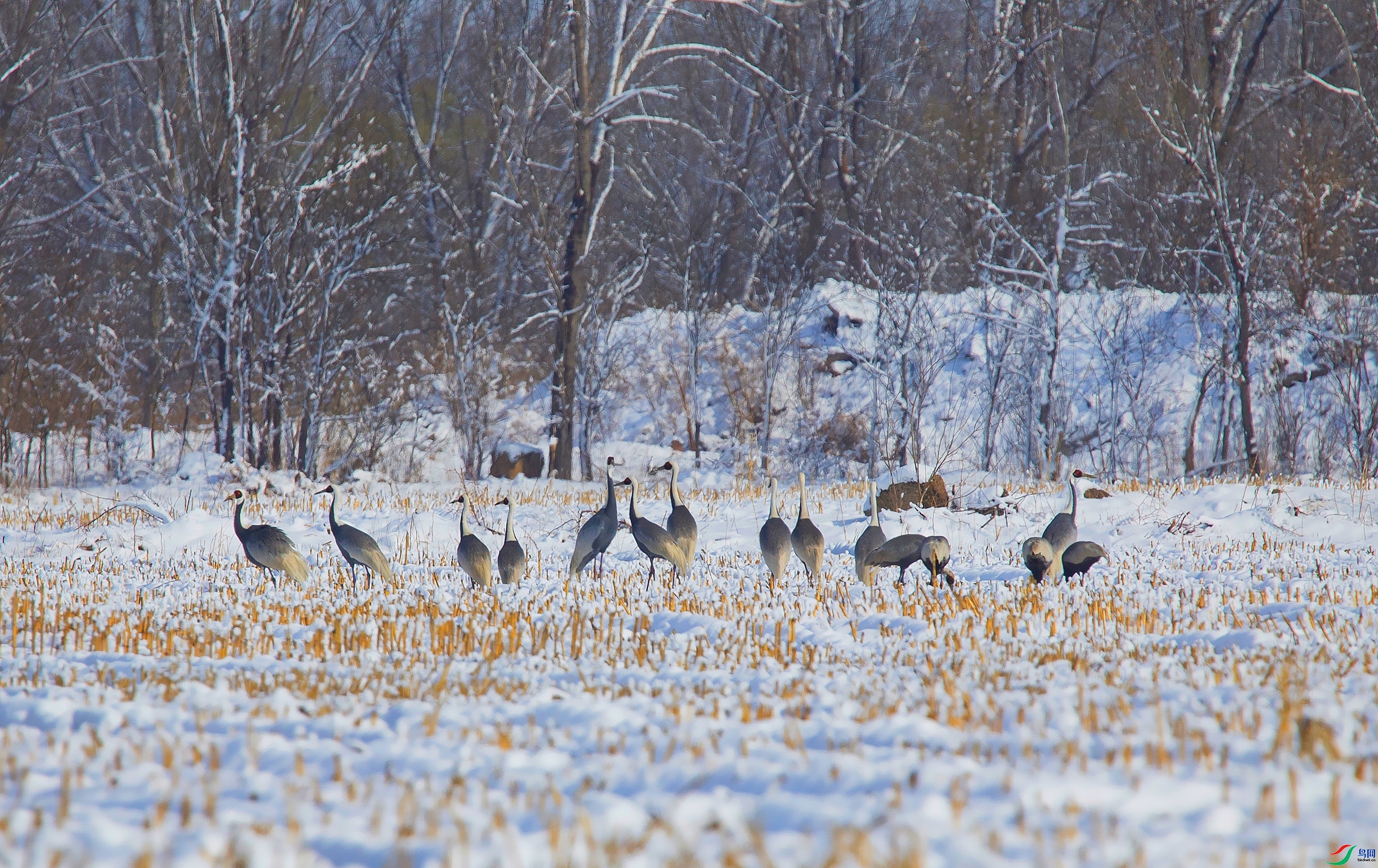 ѩ�������  ���� ����.jpg