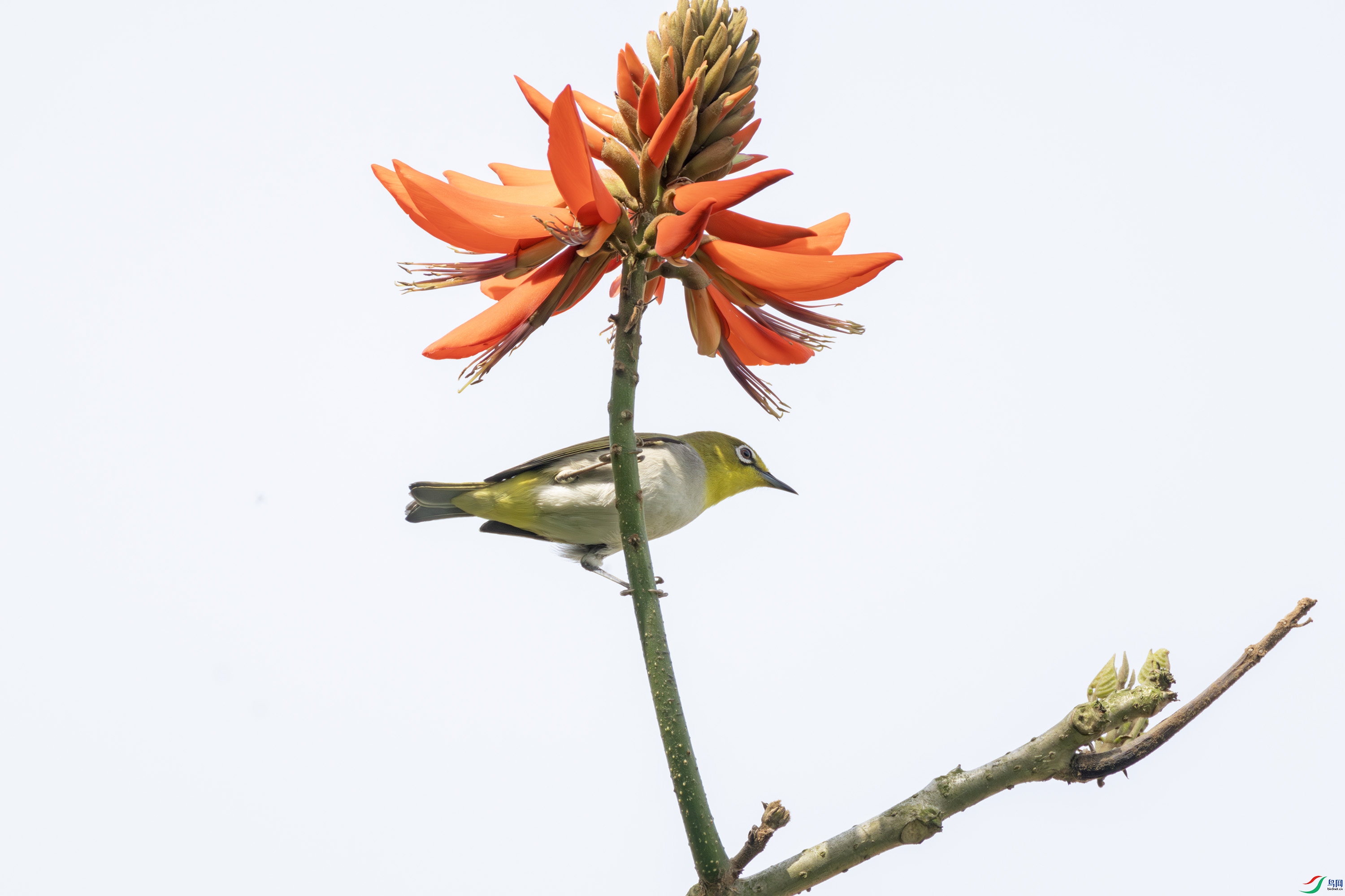 2I1A3349-����ǿ-NR ����.jpg