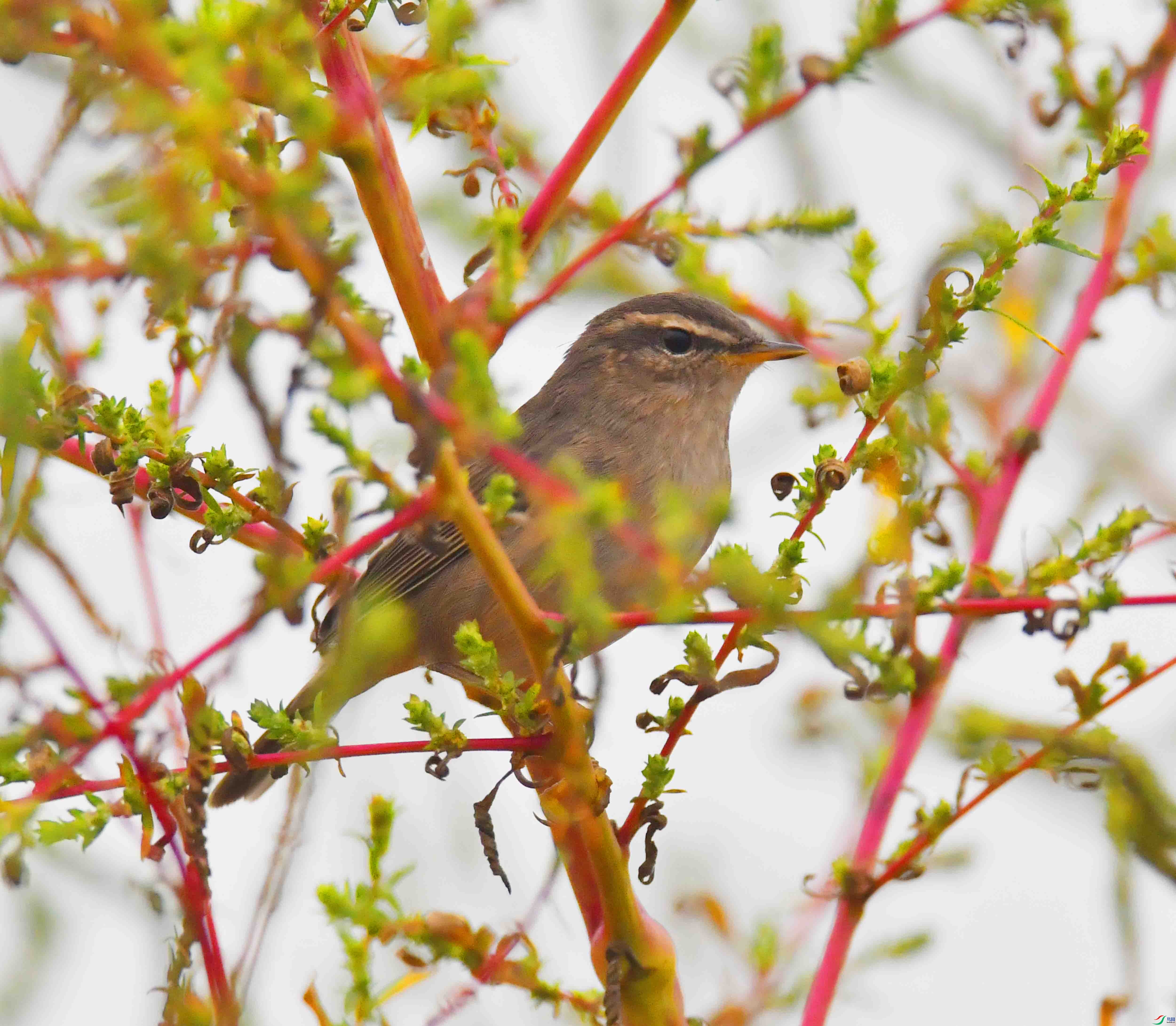 DSC_3457.JPG
