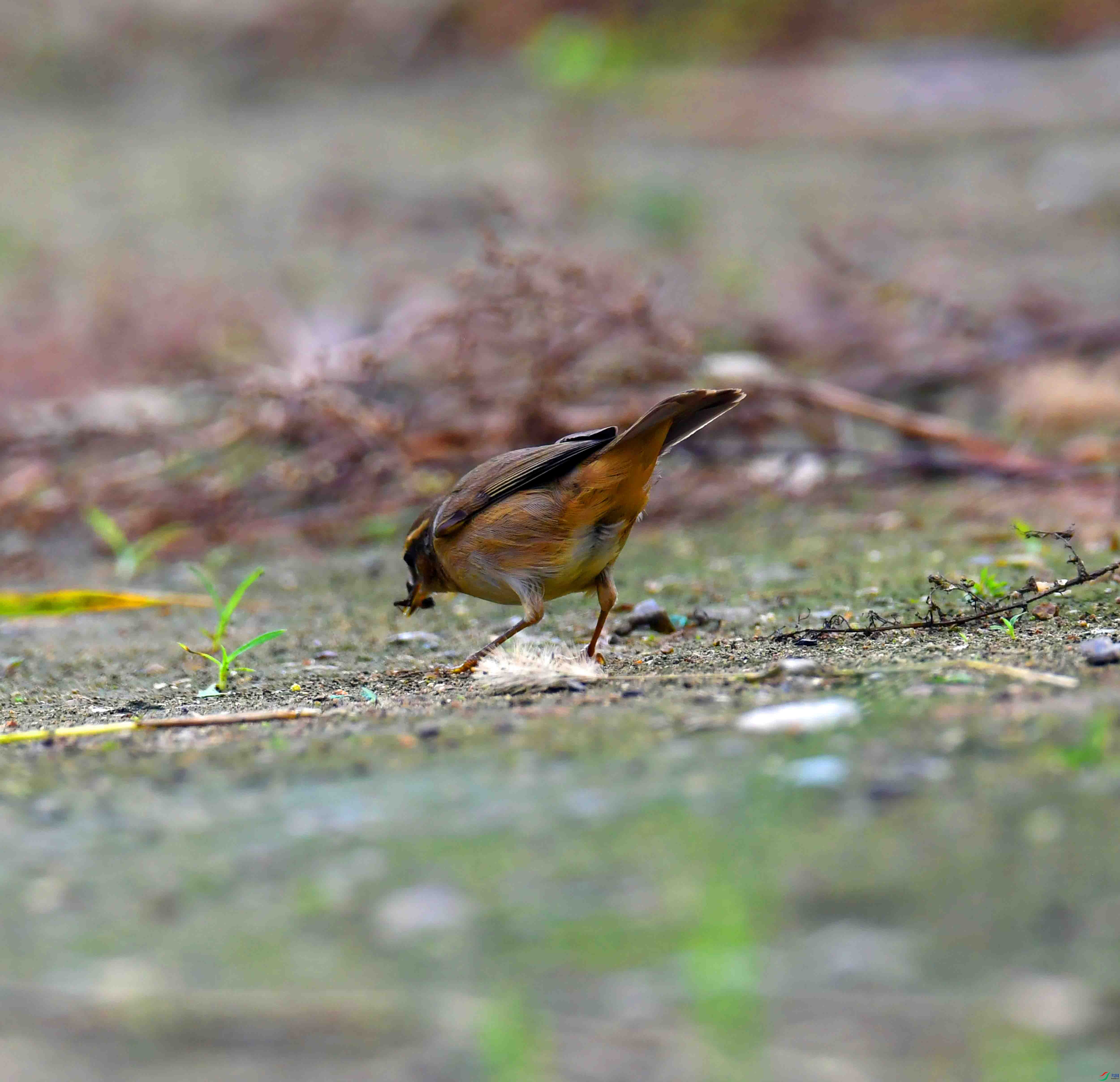DSC_7150.JPG