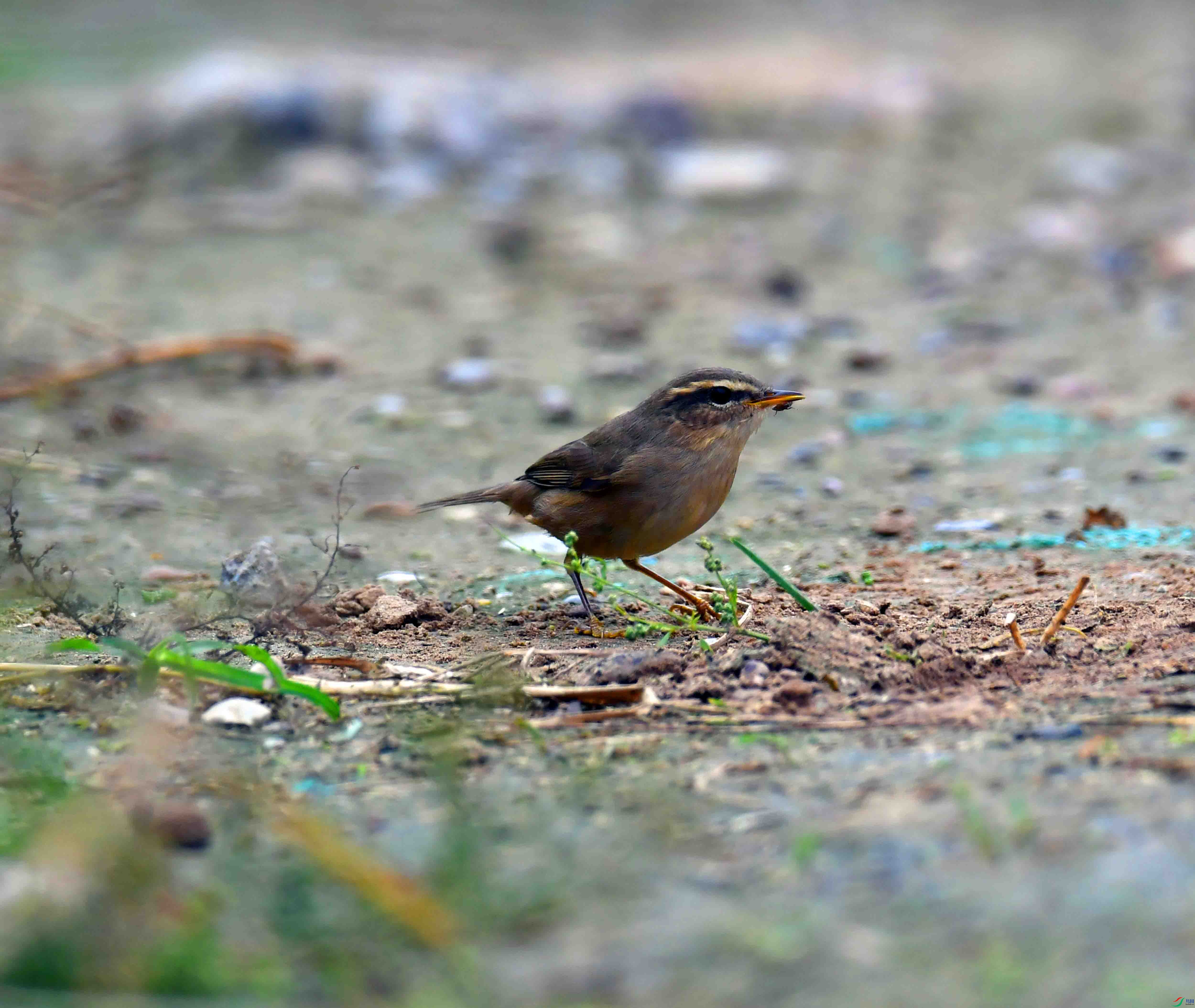 DSC_7168.JPG