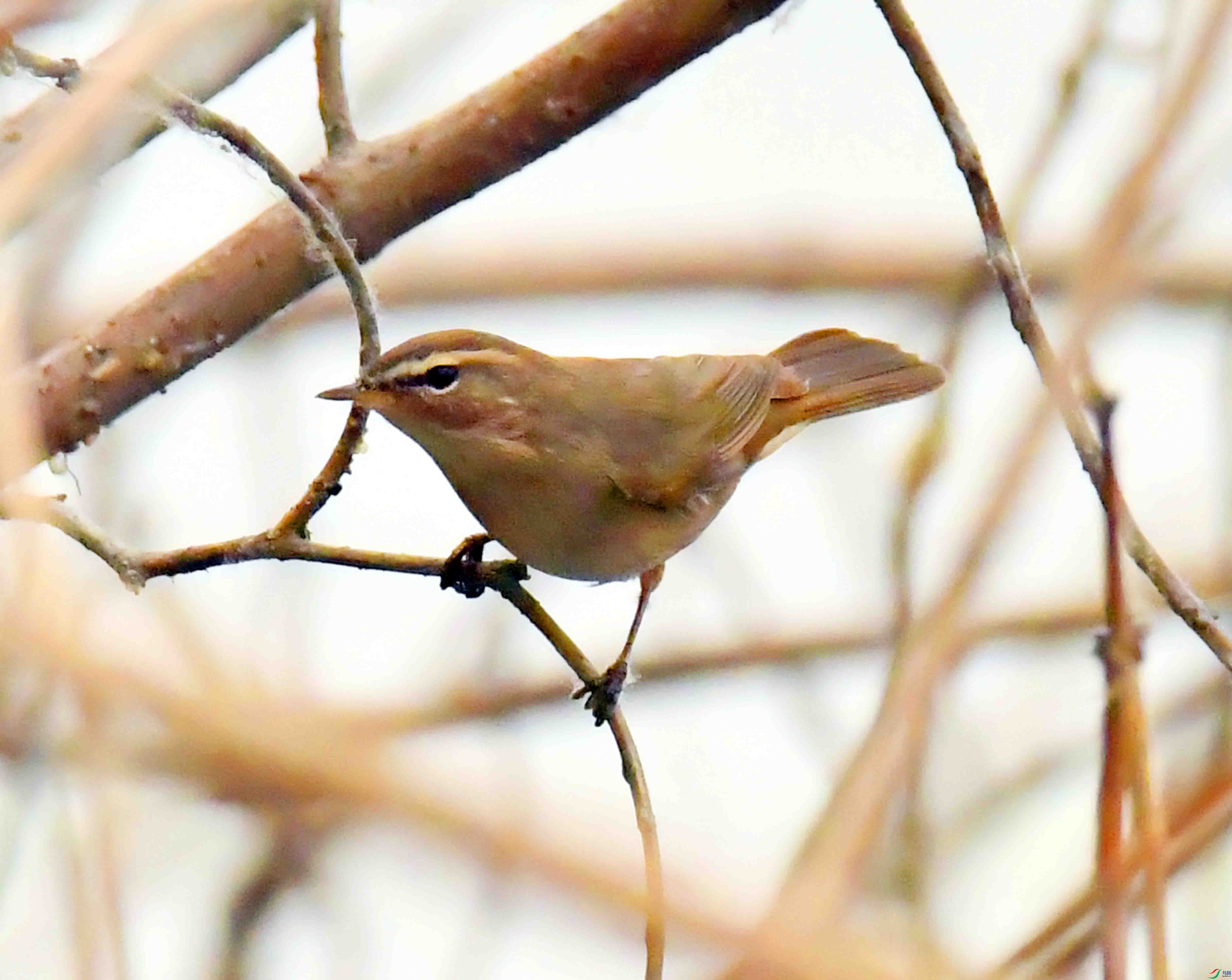 DSC_7224.JPG