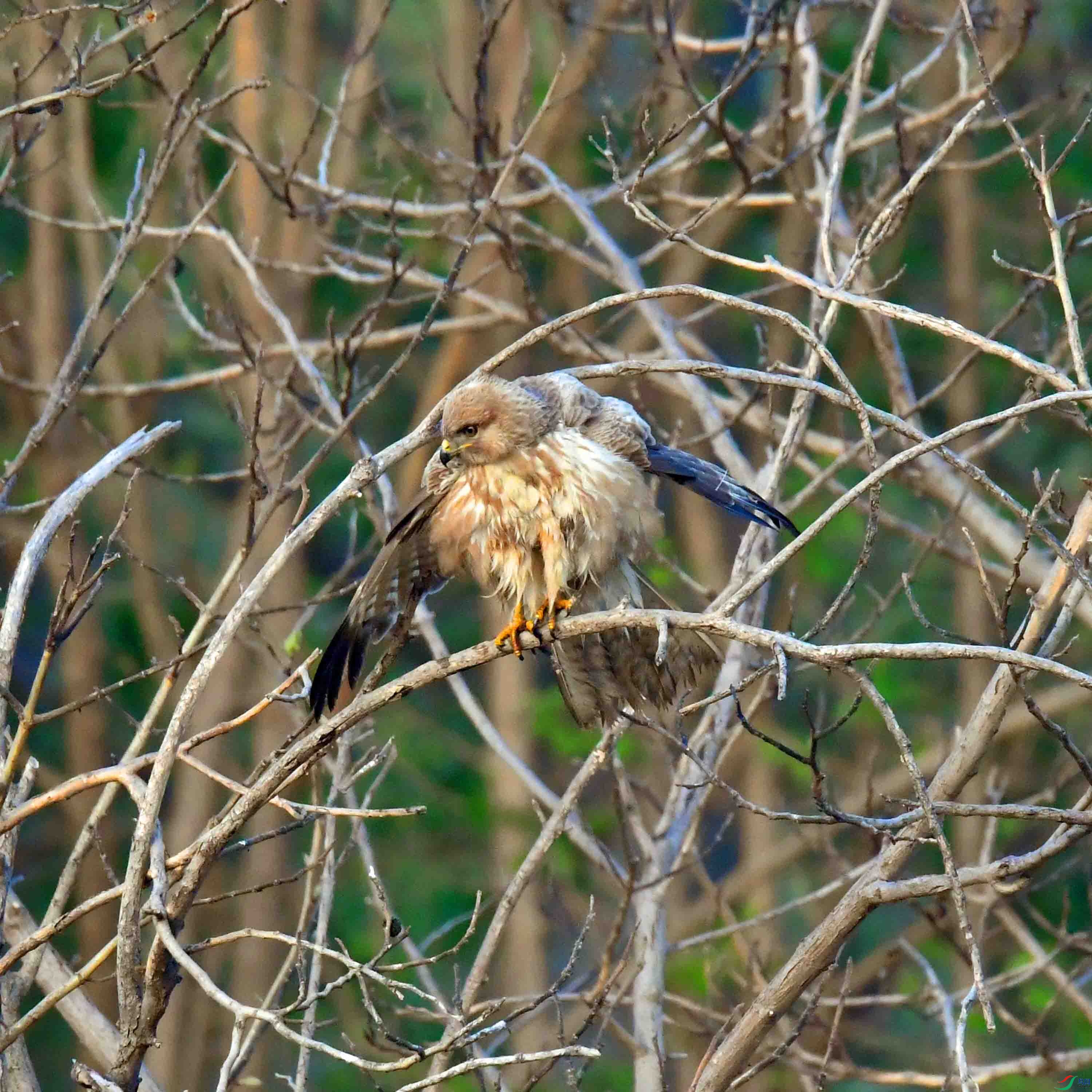 DSC_2668.JPG