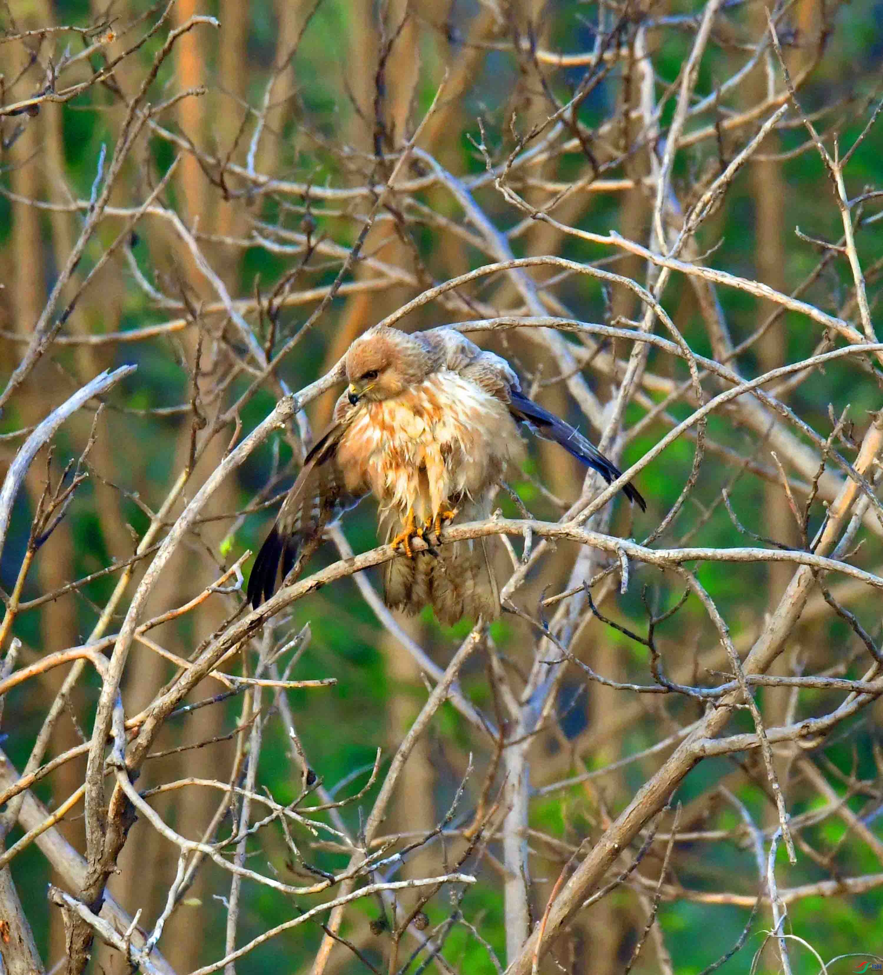 DSC_2669.JPG