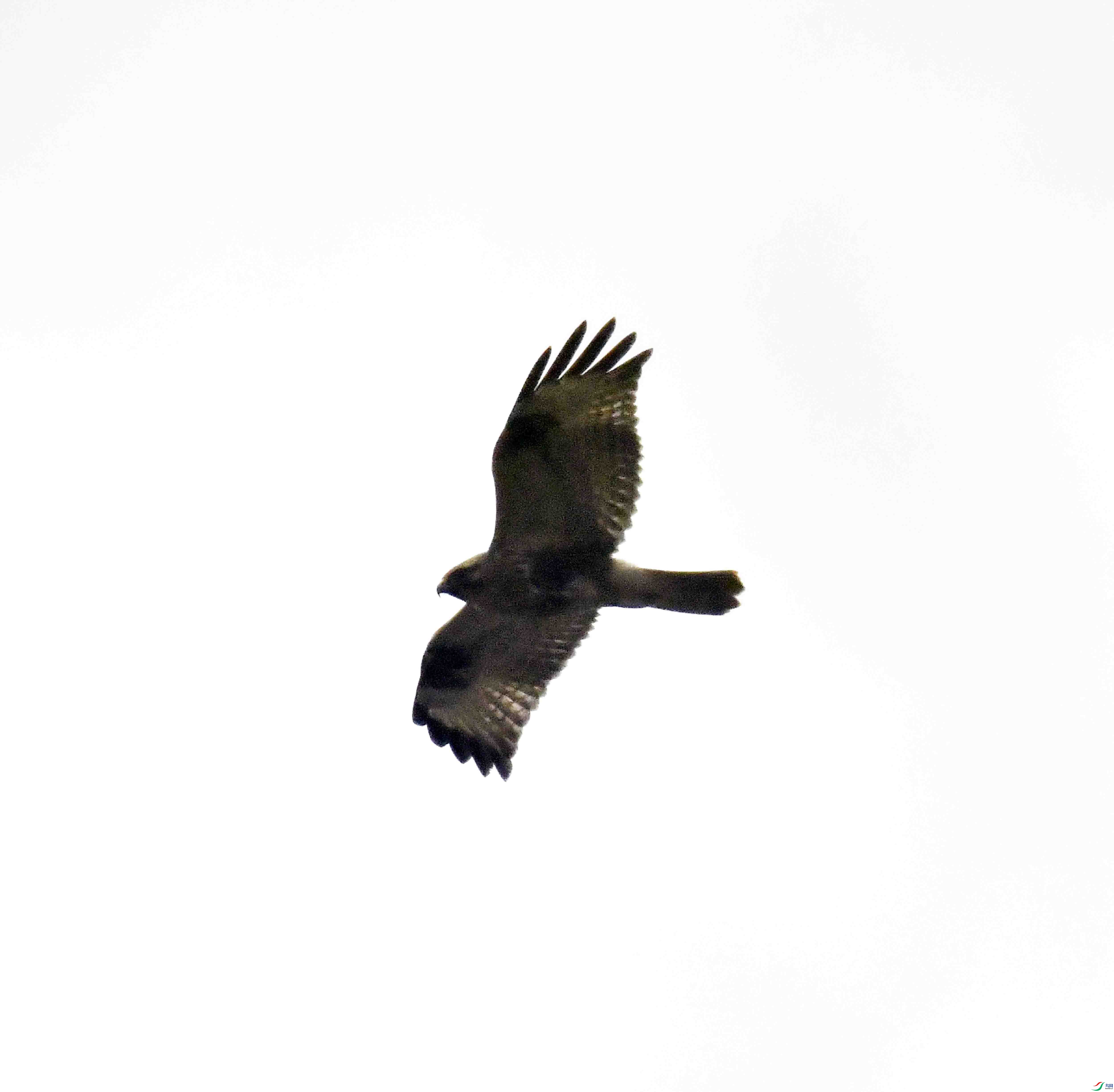 DSC_4466.JPG