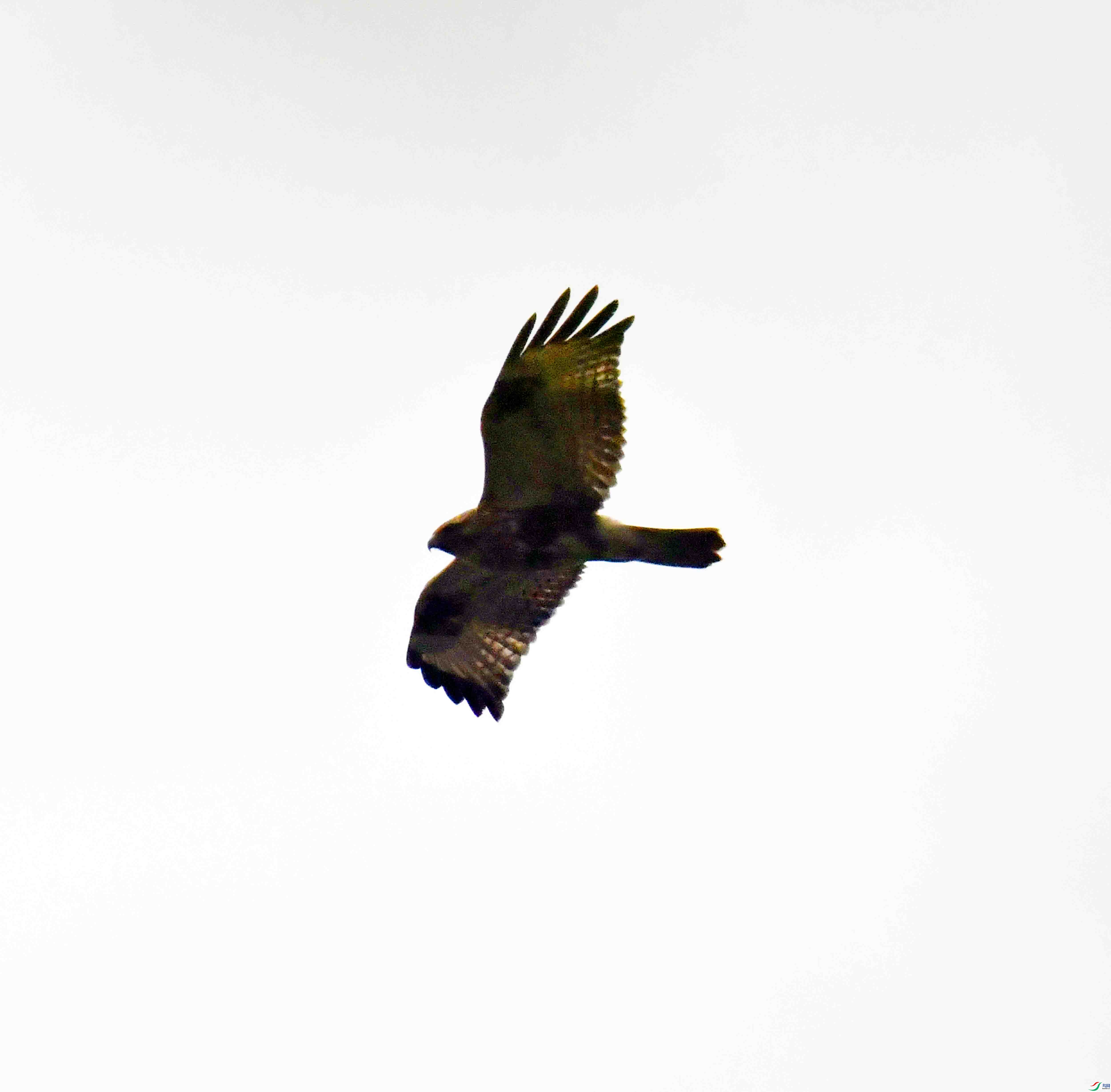 DSC_4467.JPG