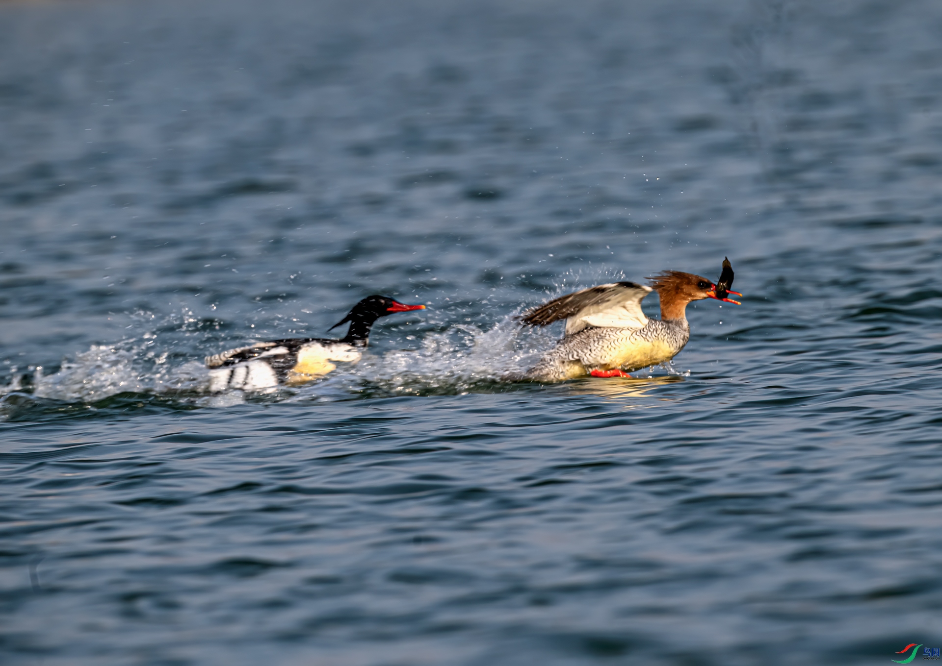 DSC_1345-11.jpg