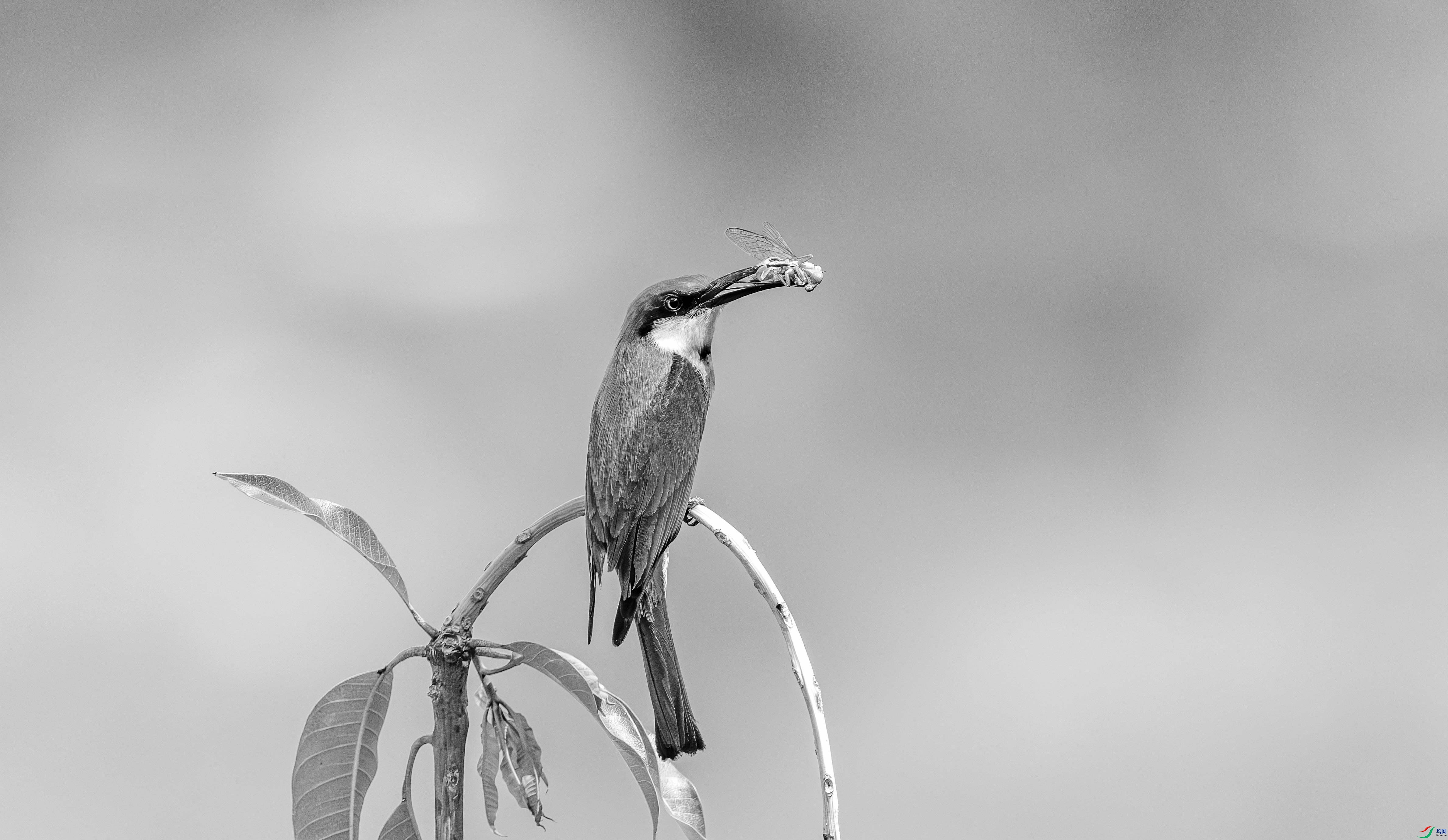 412A2254-����ǿ-����-1-2_����=00.jpg