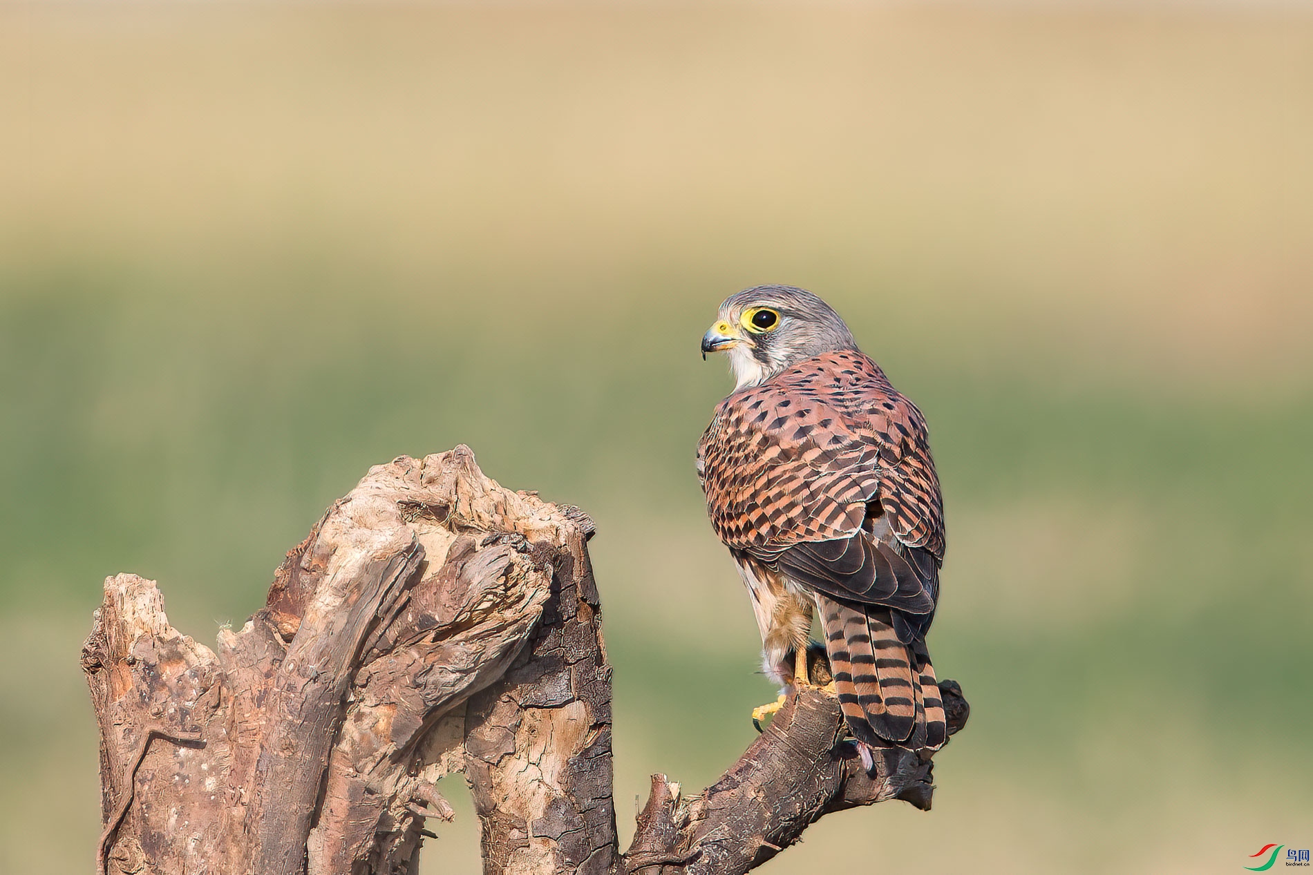 AQ4P2059-1.jpg
