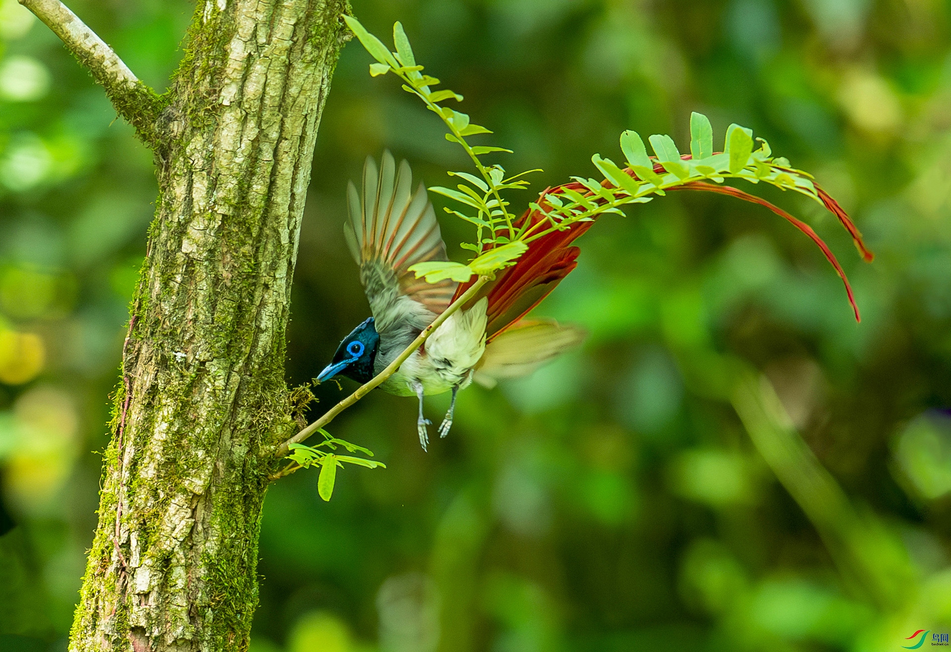 DSC_4108-����ǿ-NR.jpg