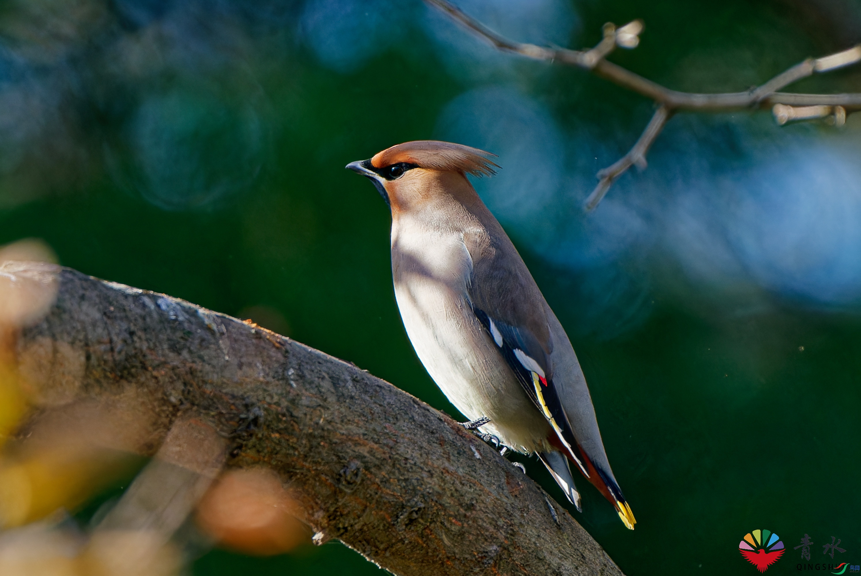 DSC08511-1.jpg