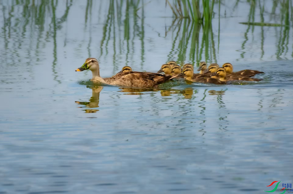 �������ѡ��� ��Ѿ�����ٻ����Ѿ�����Զ��Զ�� 27.png