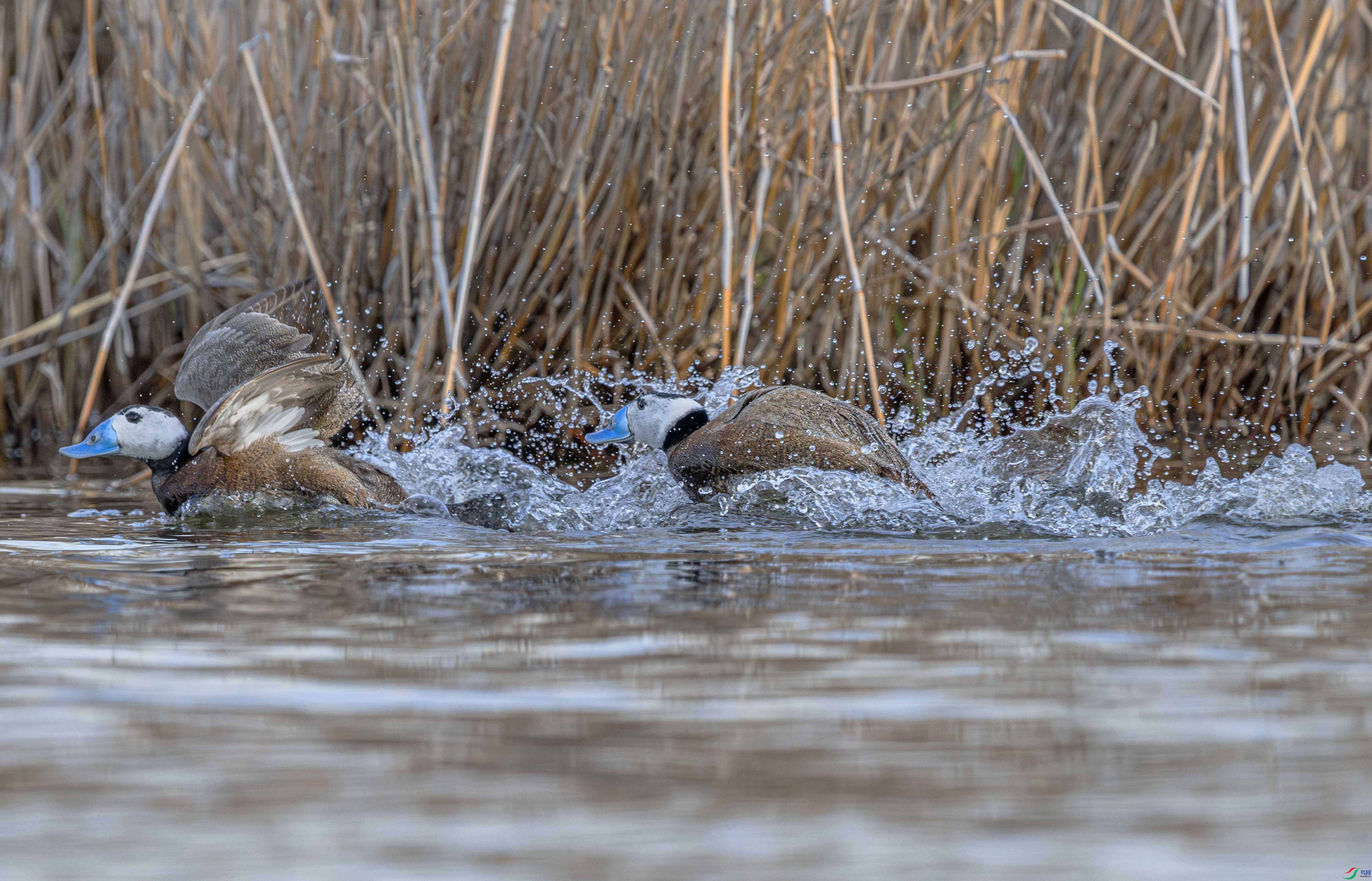 DSC_2350-����ǿ-NR ����.jpg