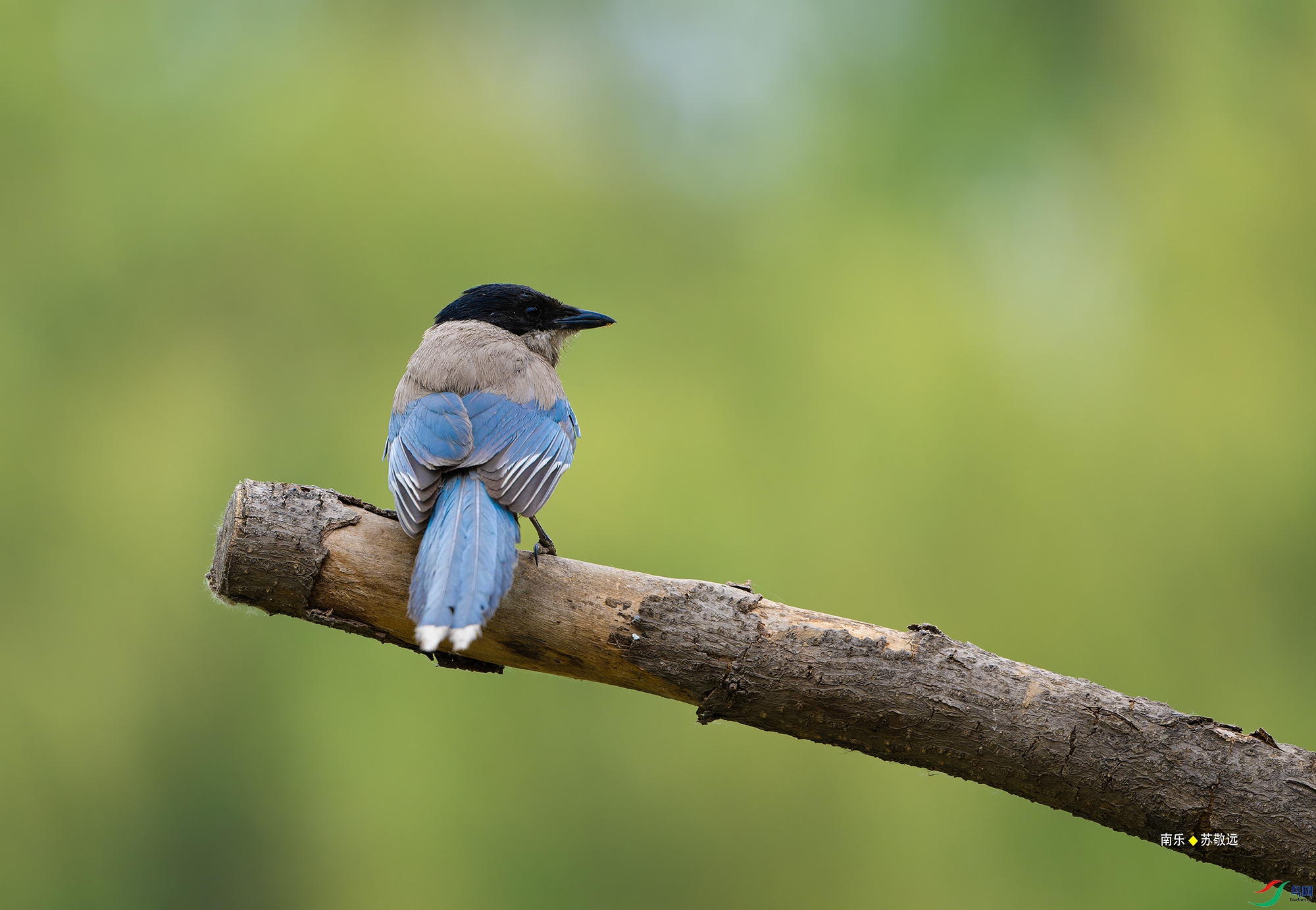 _DSC6502-NEF_DxO_С.jpg