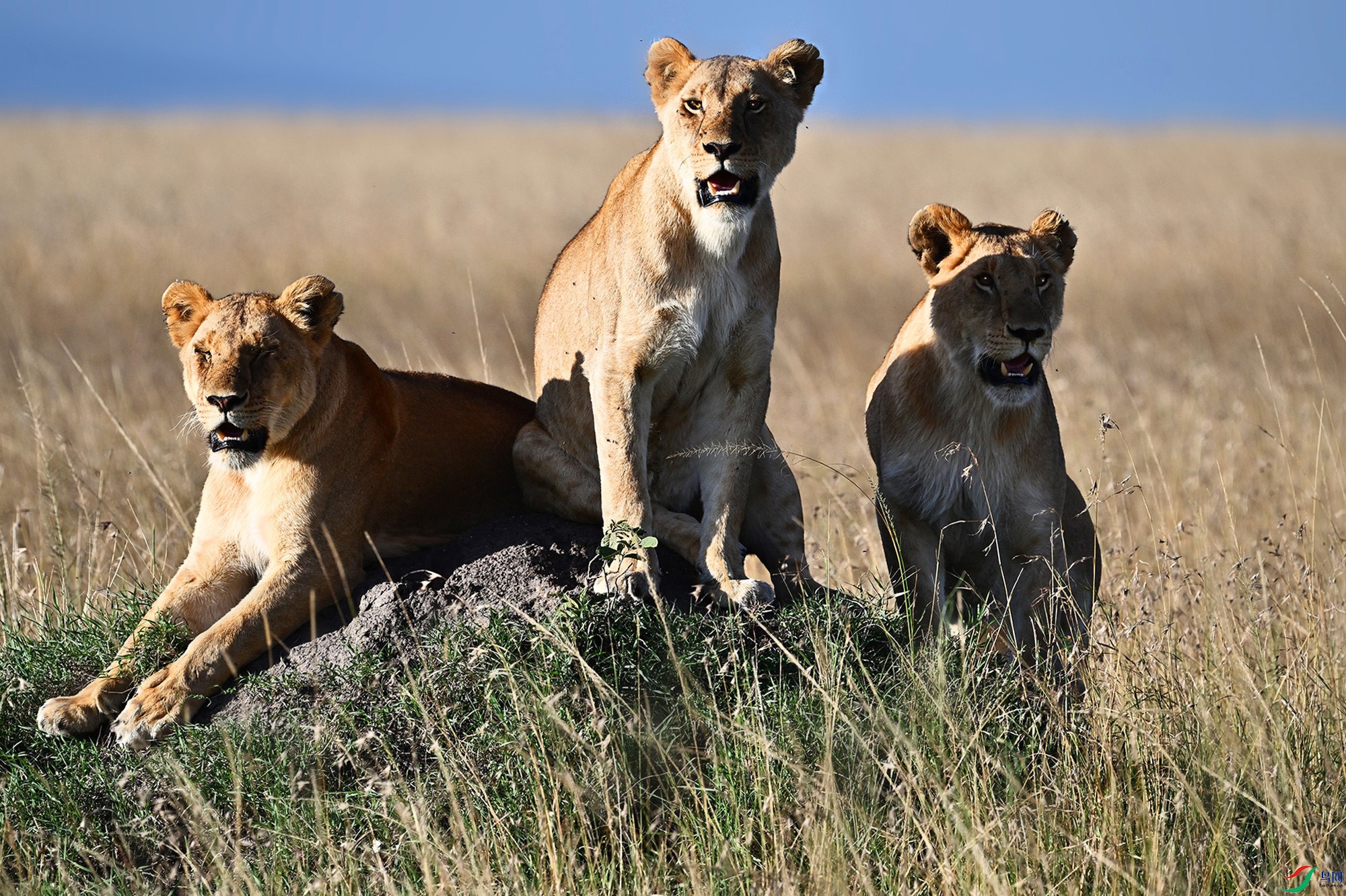 DSC_7275 - ����_.jpg