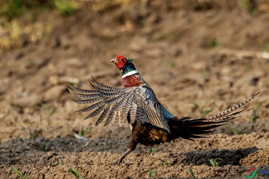 A63I3217 ����.jpg