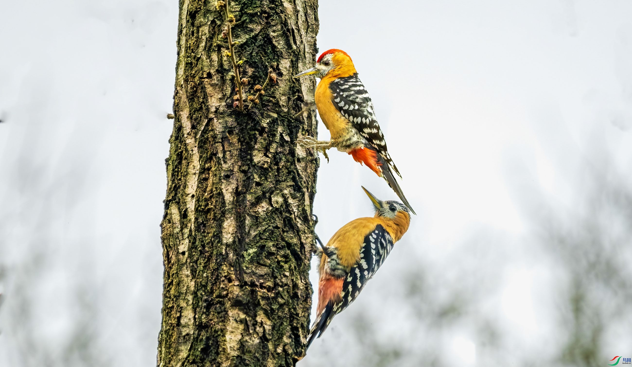 ������ͷ�D�D�D�ظ���ľ��