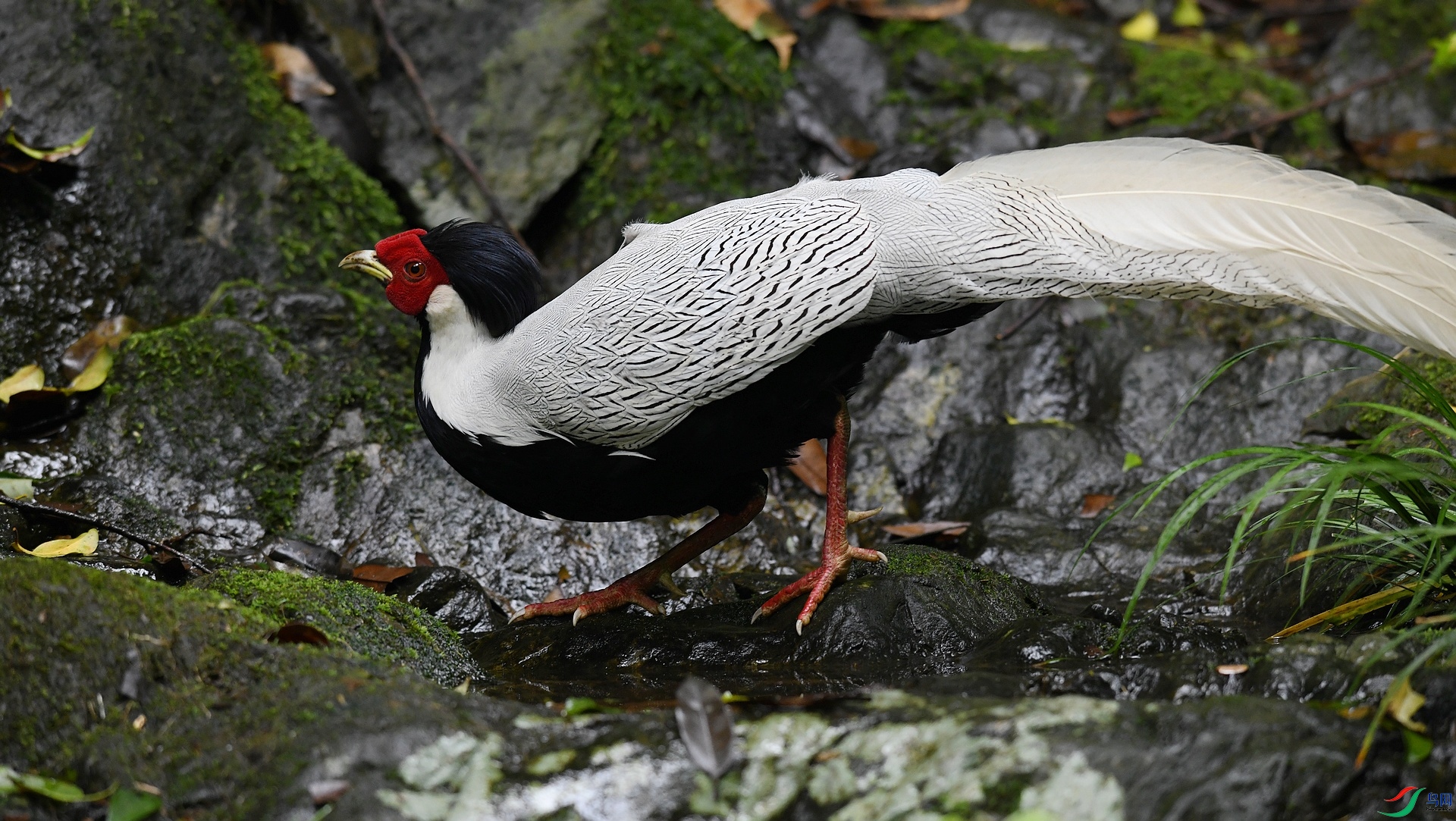 DSC_0266.jpg