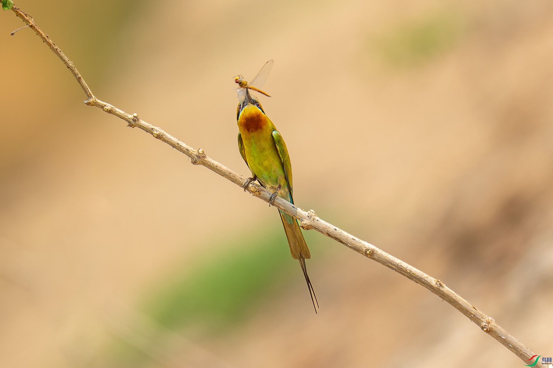 DSC_4713-1.jpg