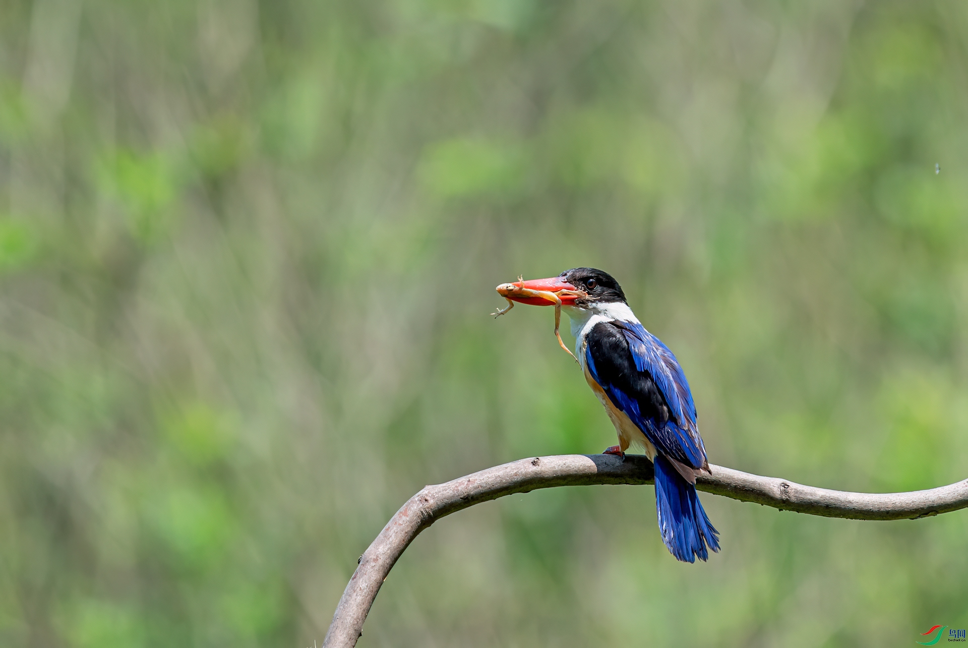 DSC_2361-11.jpg