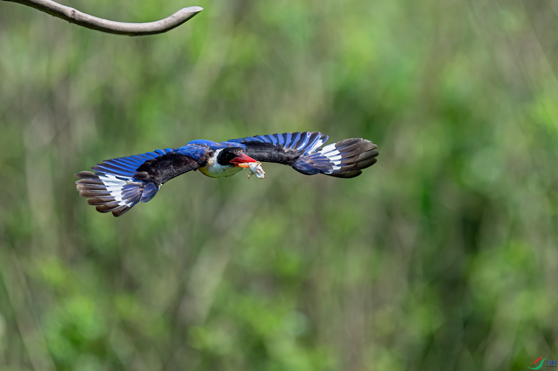 DSC_2513-11.jpg