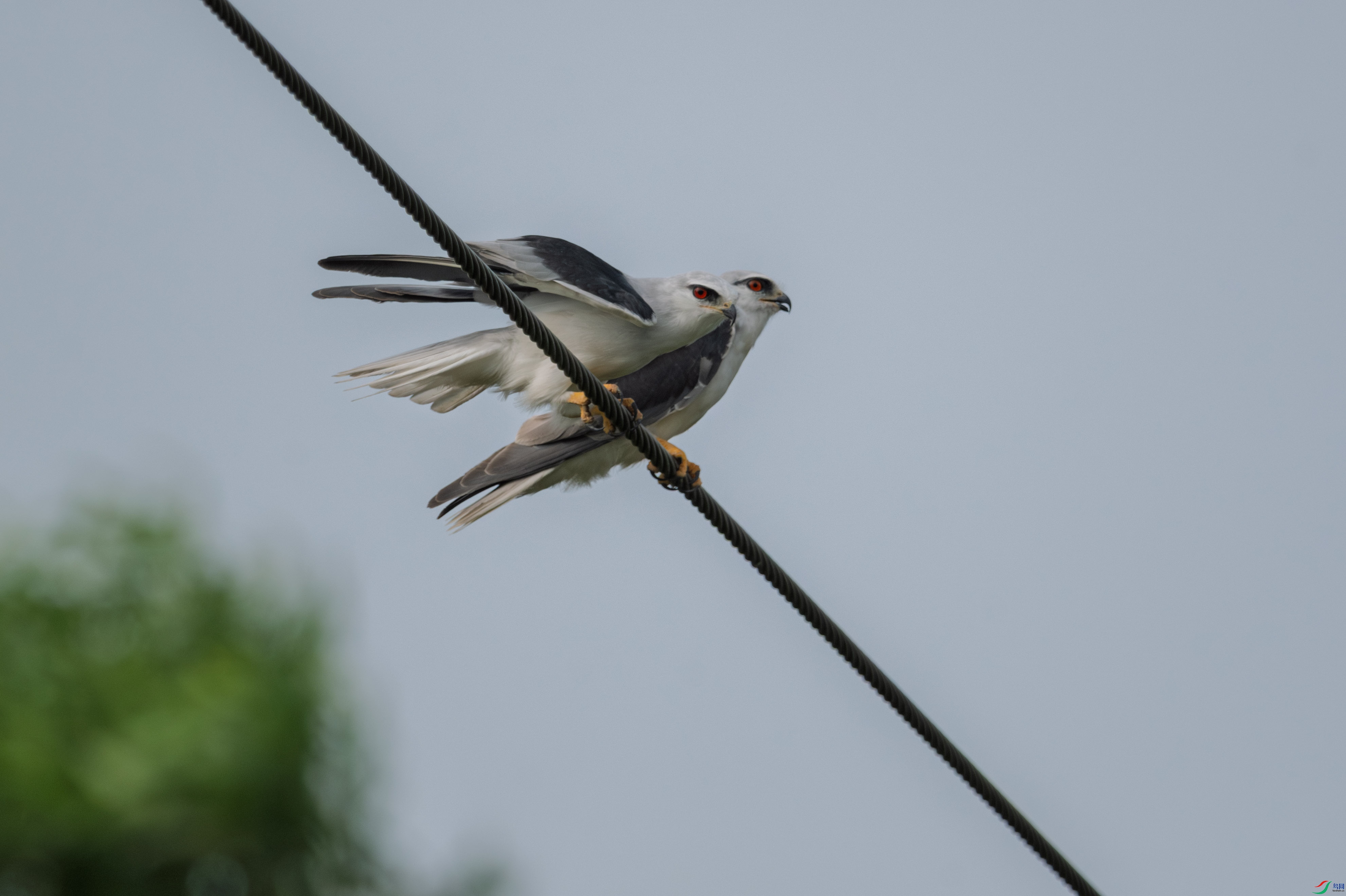DSC_2061.JPG