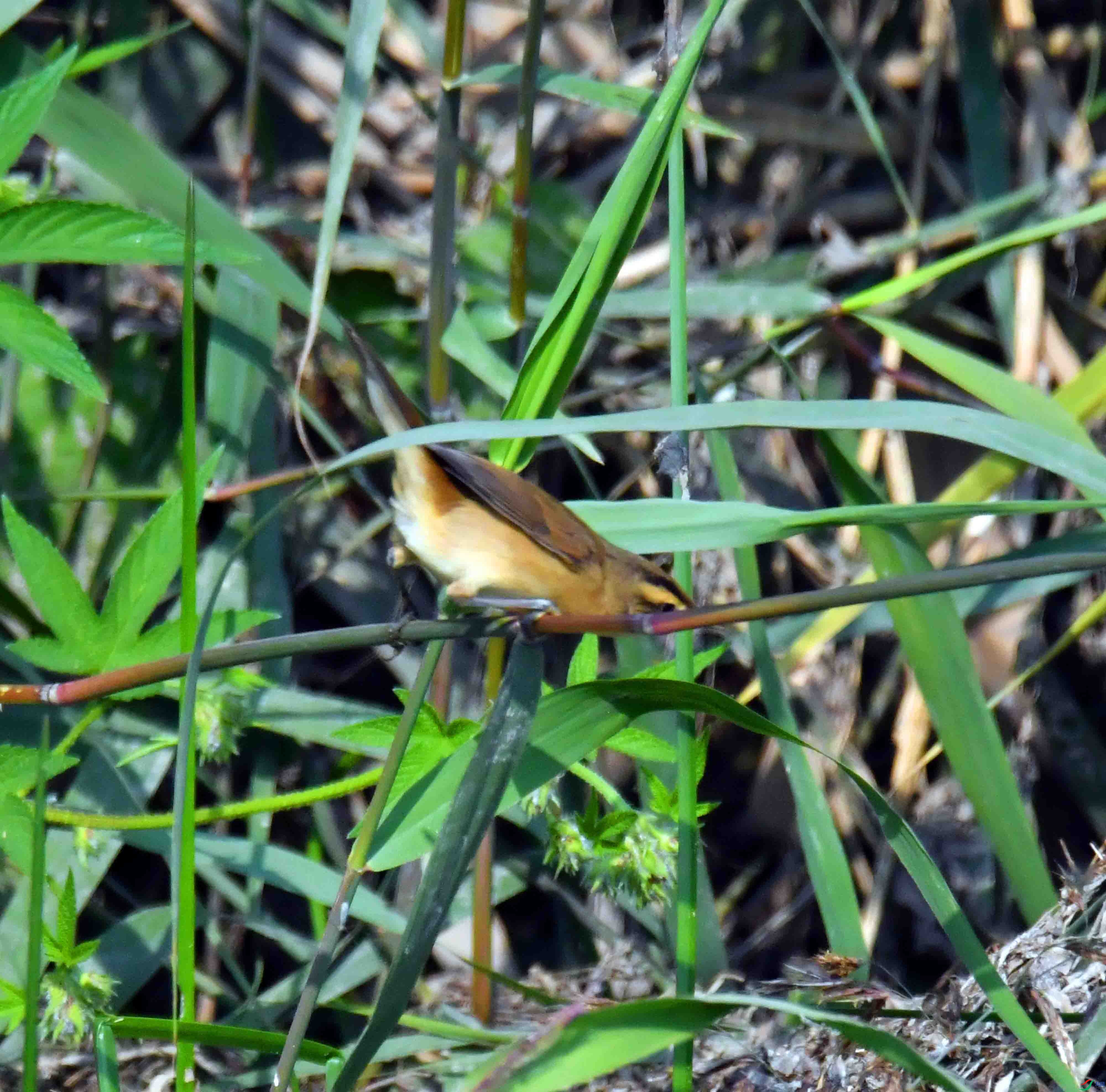 DSC_7573.JPG