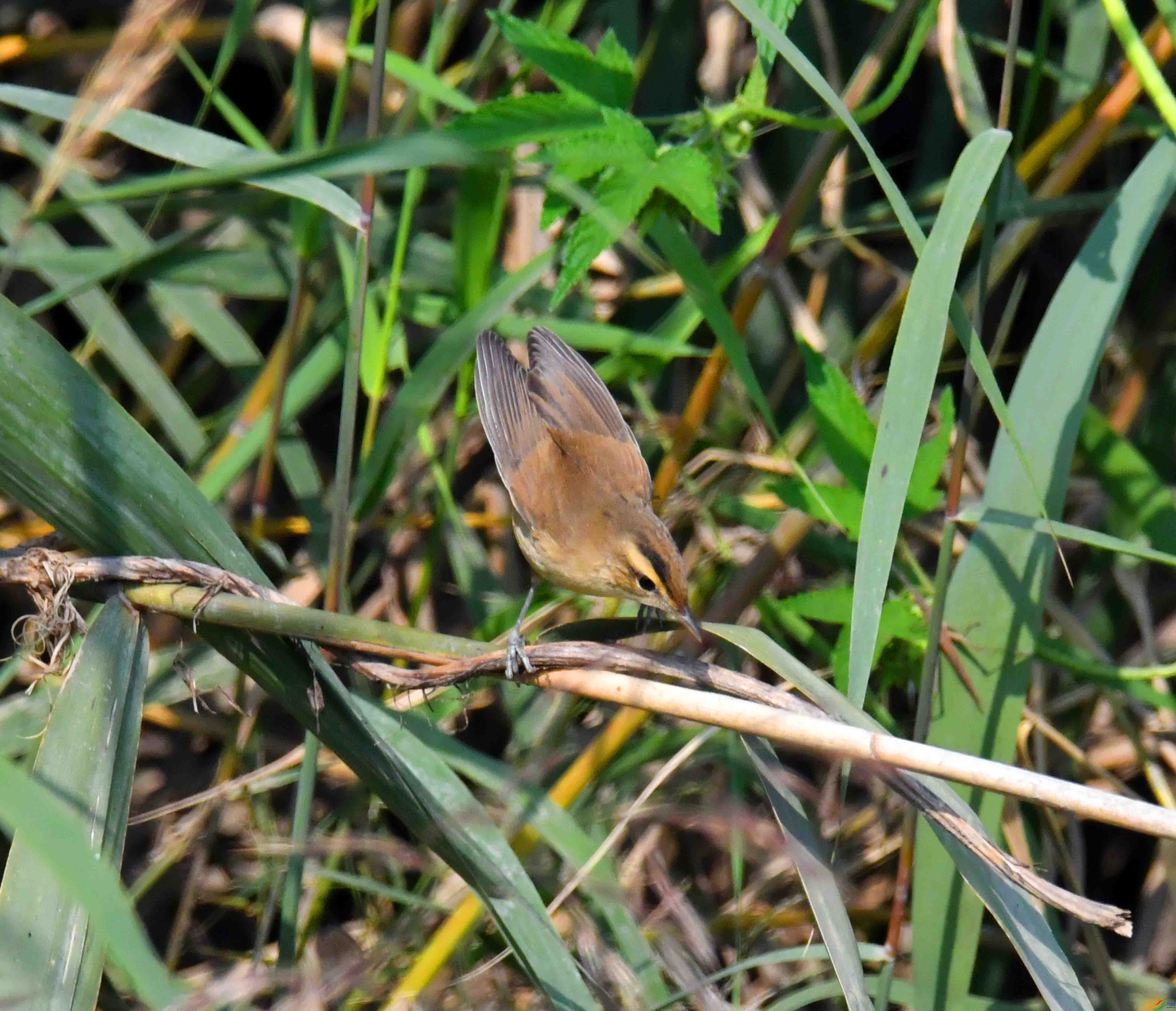 DSC_7675.JPG