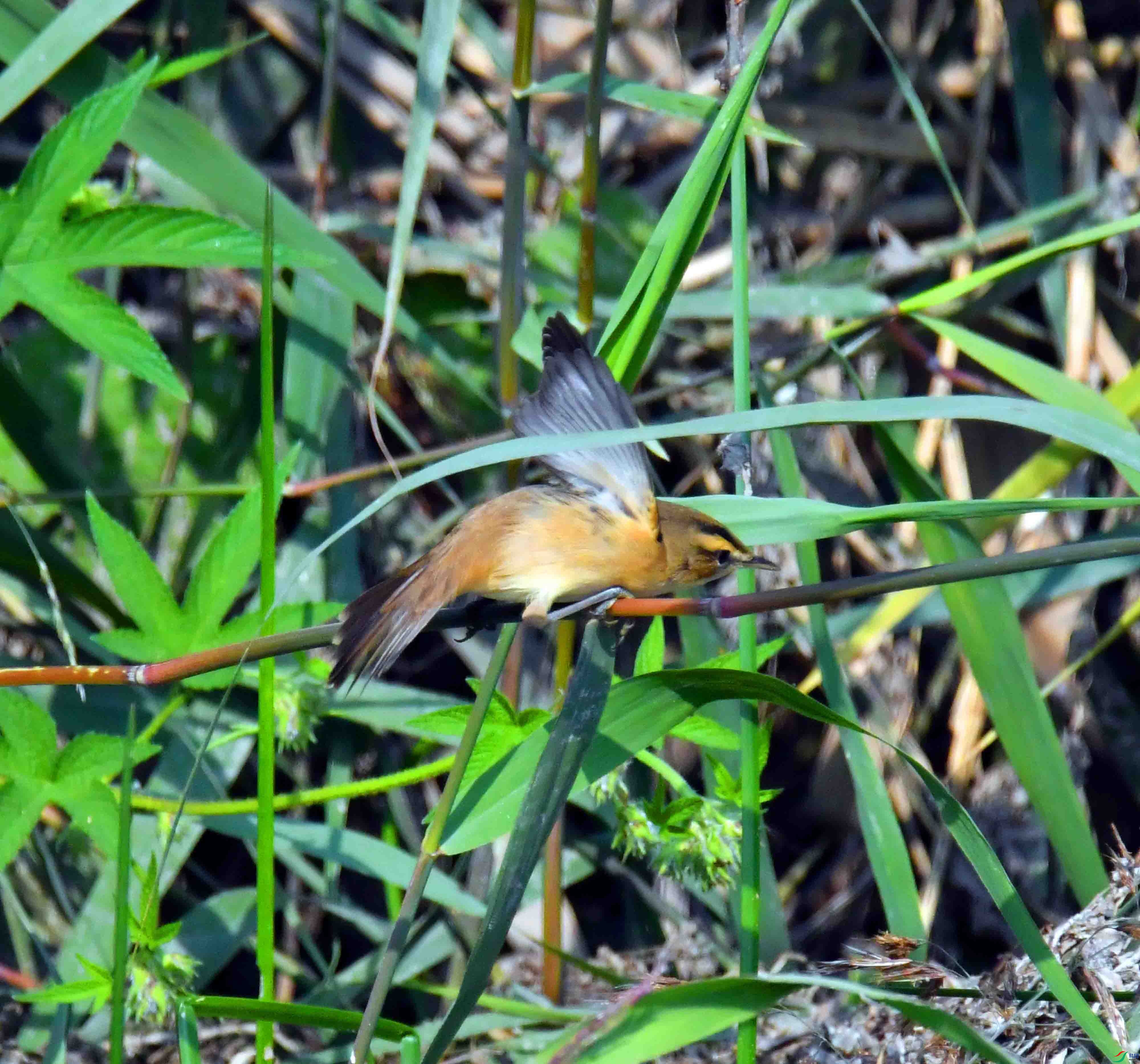 DSC_7576.JPG
