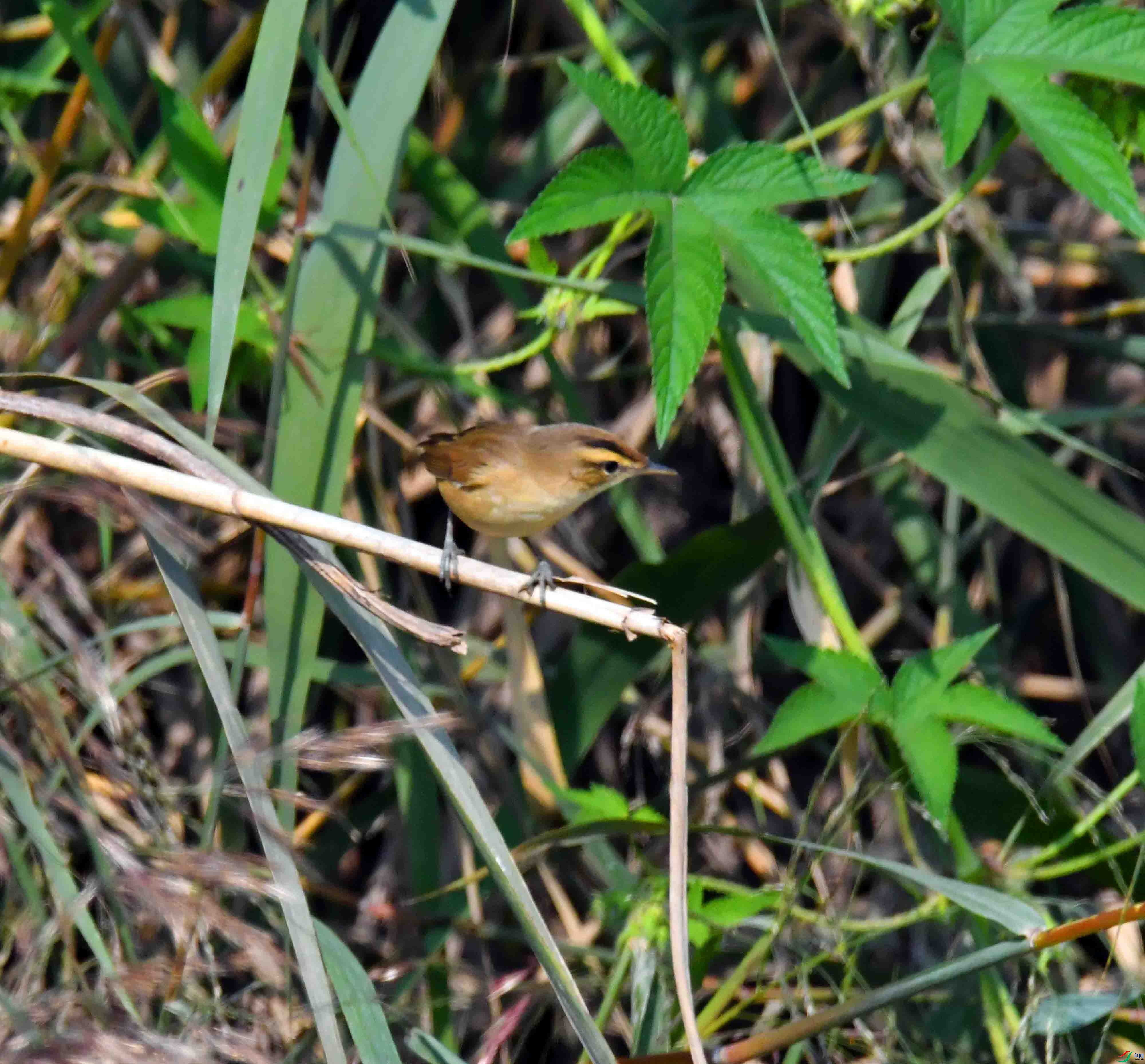 DSC_7712.JPG