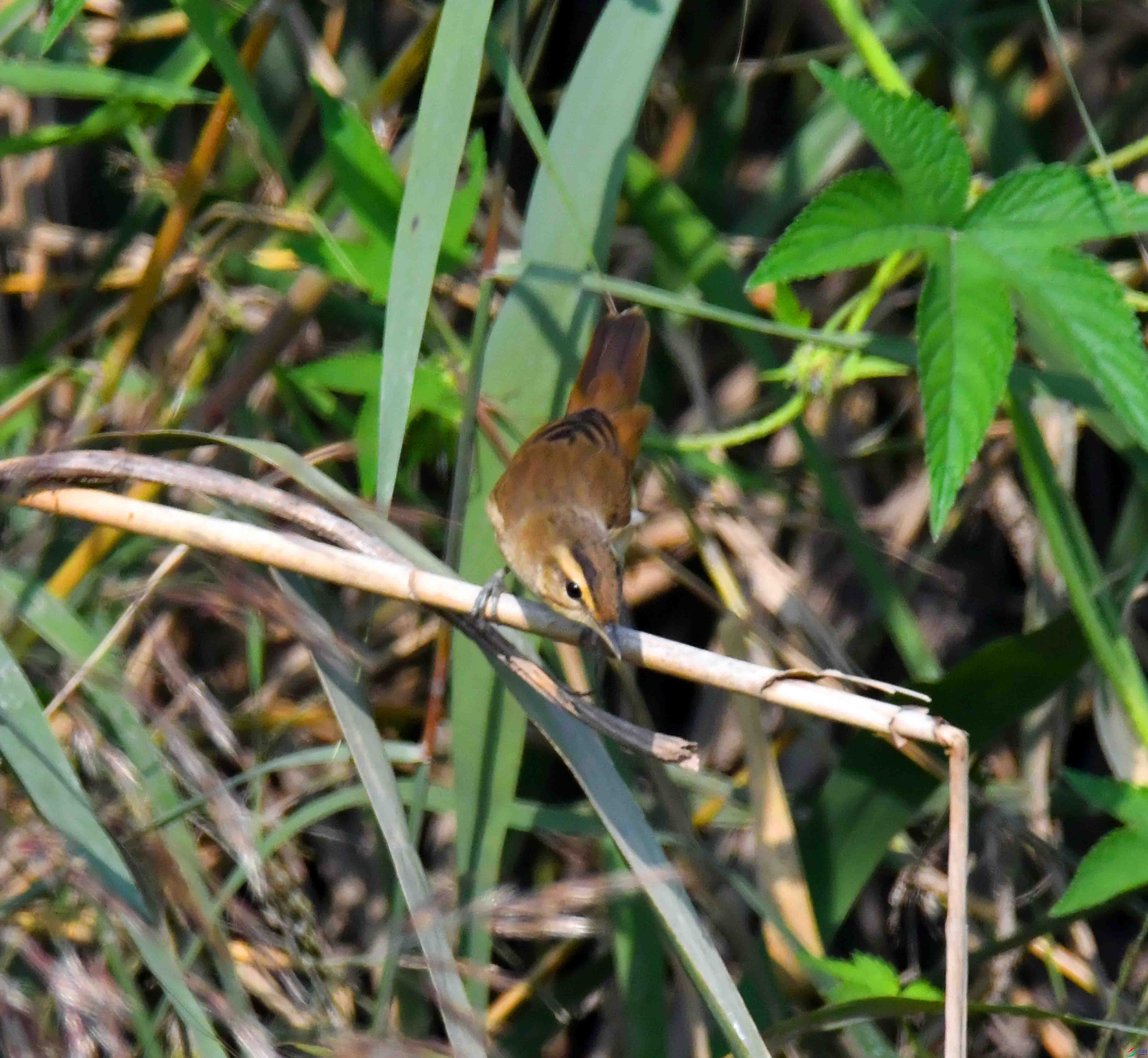 DSC_7728.JPG