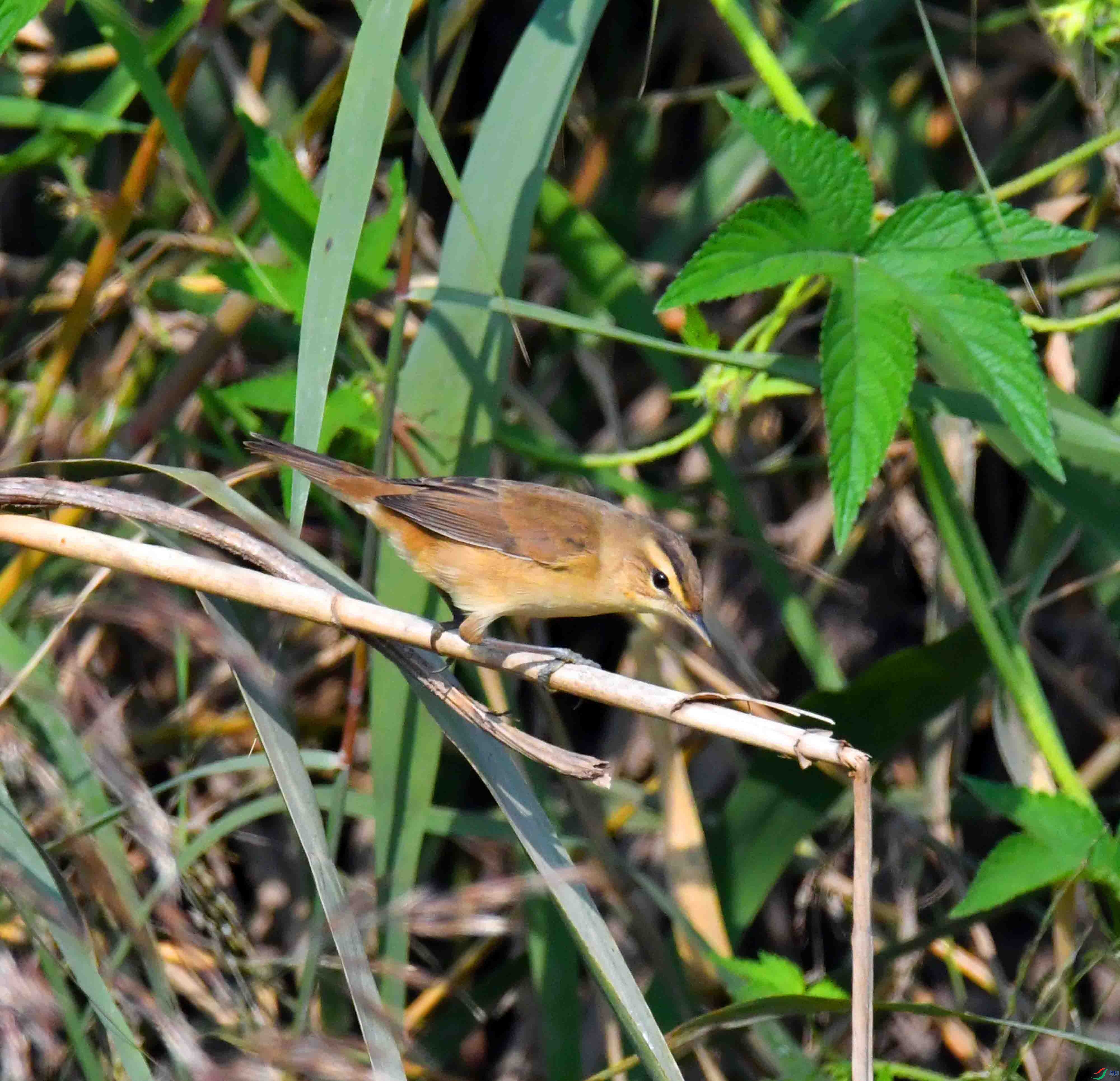 DSC_7732.JPG