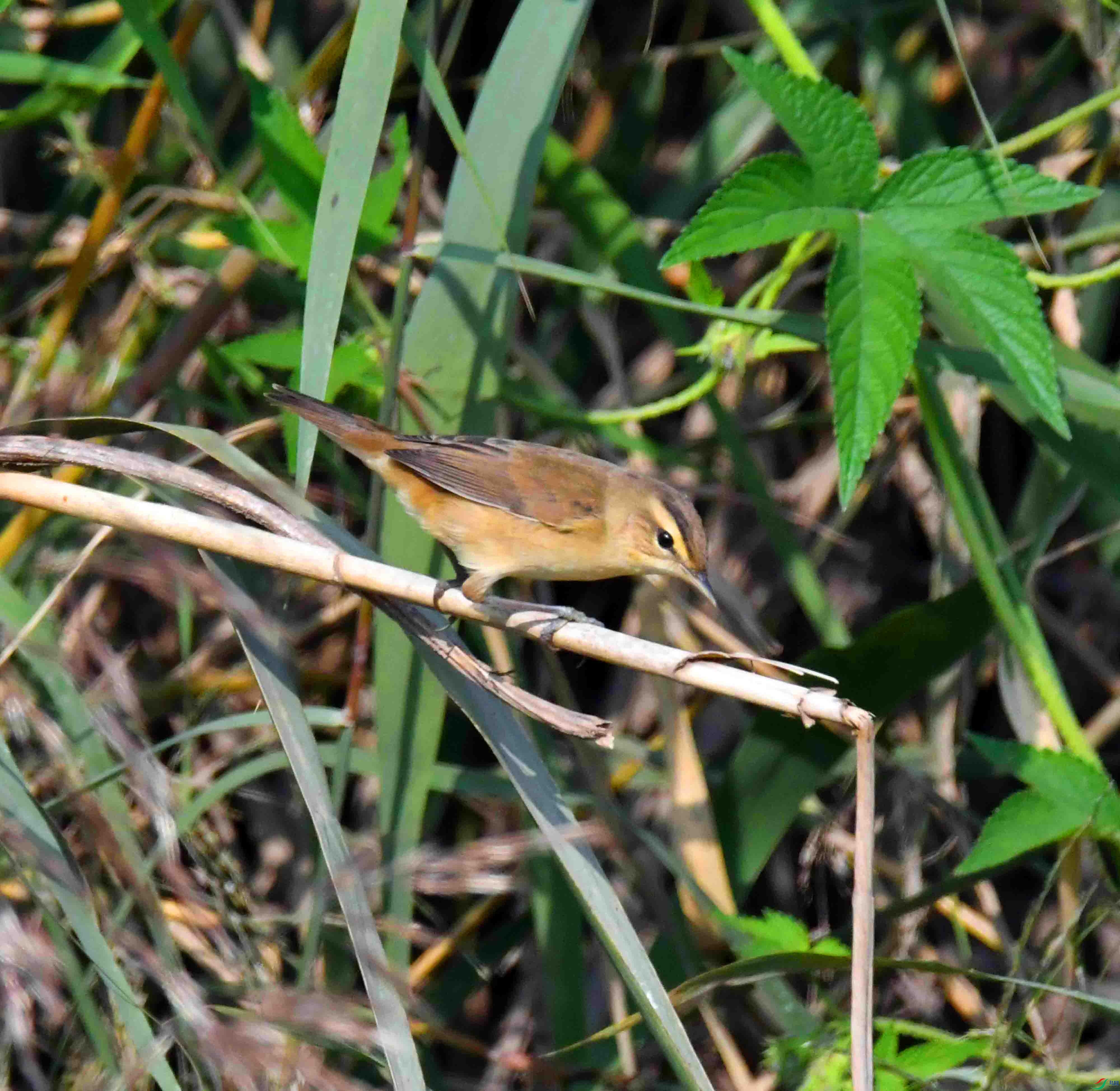 DSC_7731.JPG