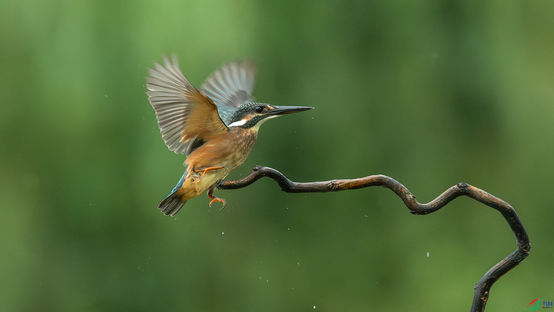 DSC_3852-����ǿ-NR.jpg