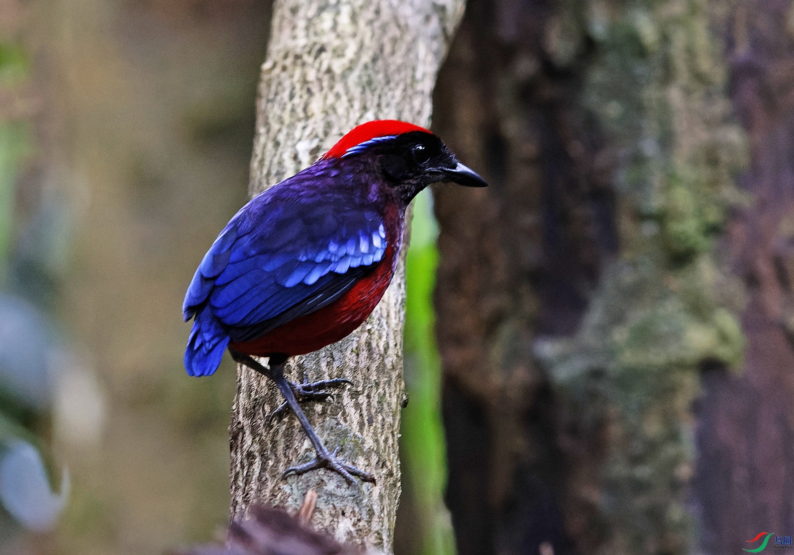 4K8A9774aab.jpg