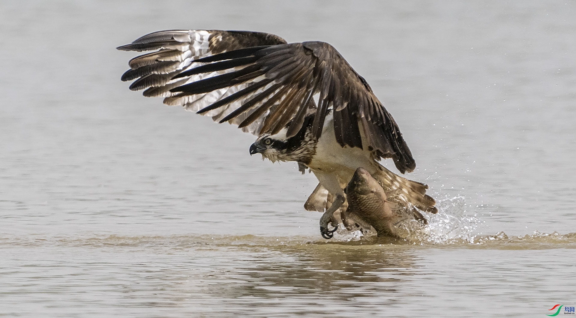 P4163799 �������_1.jpg