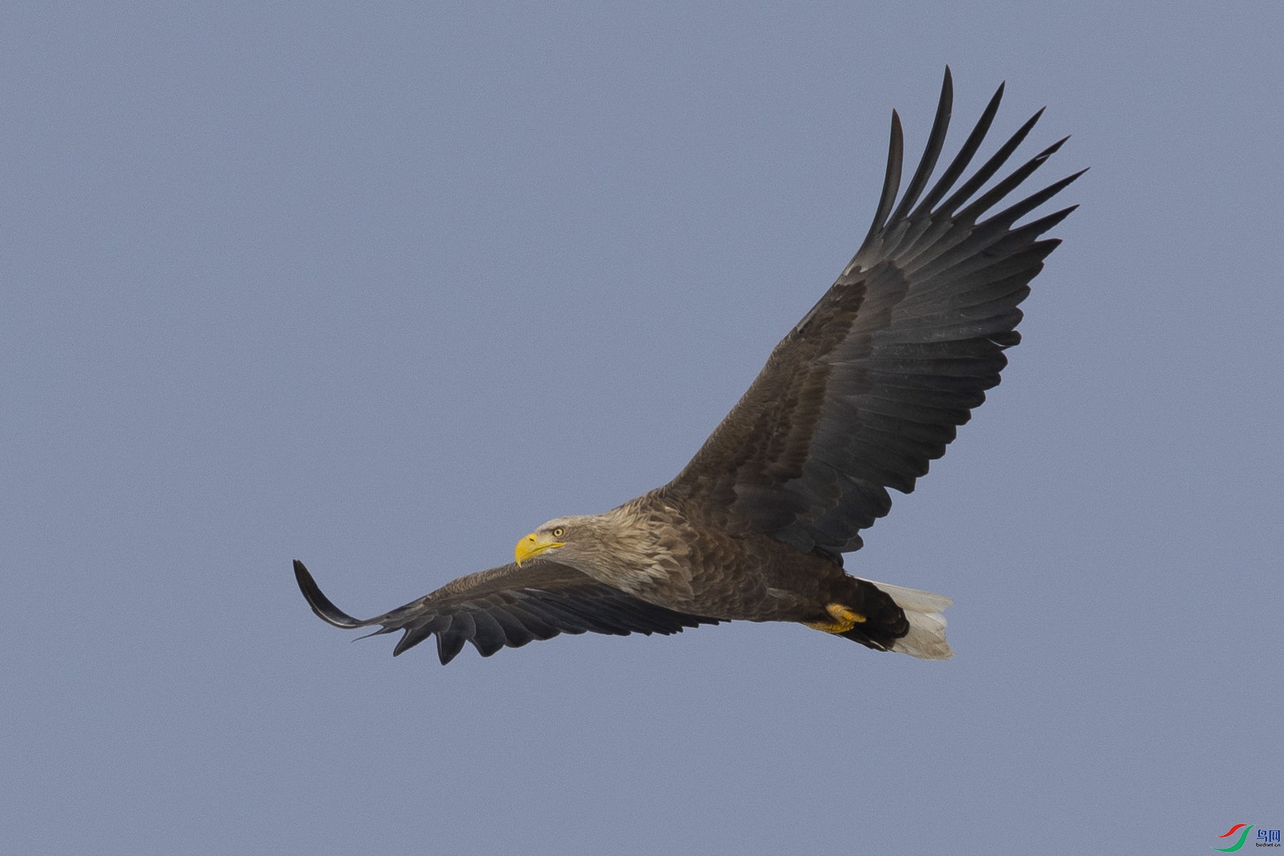 ��β����