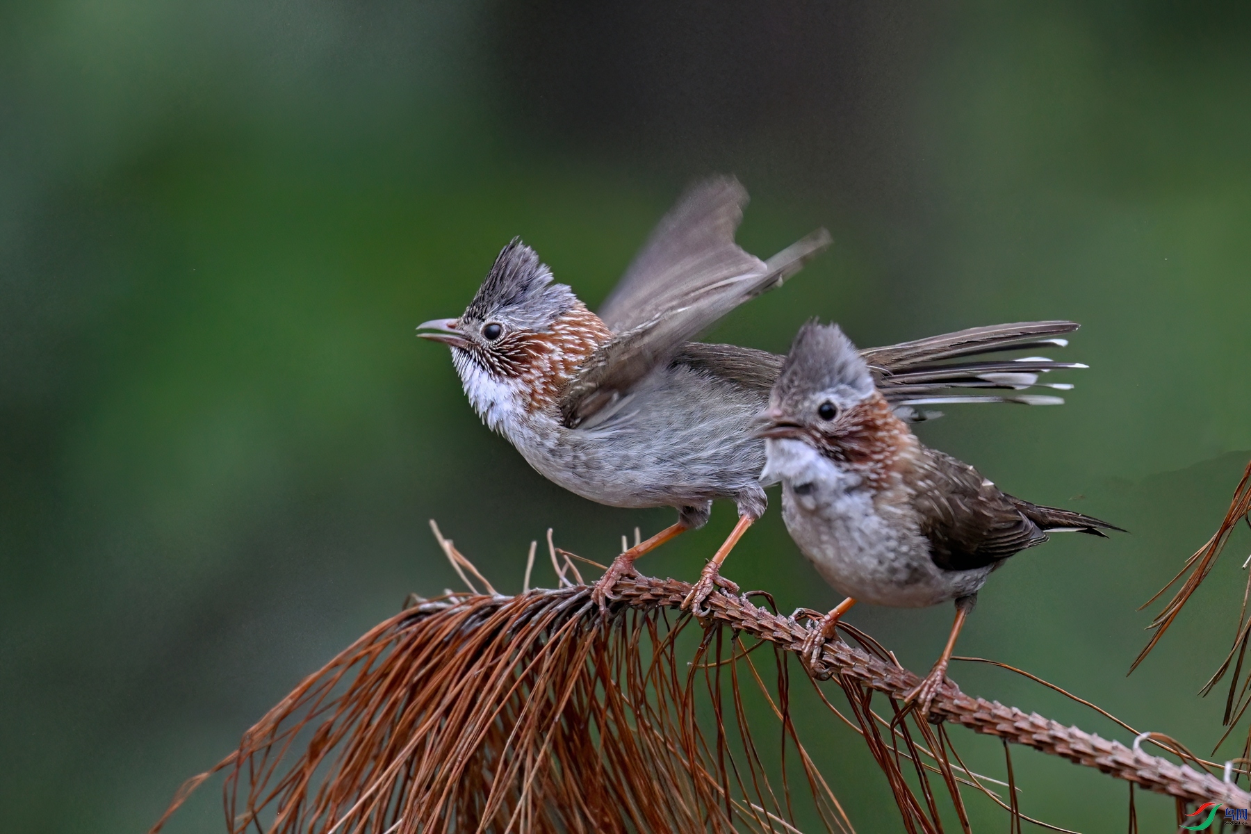 DSC_4507-DeNoiseAI-low-light.JPG