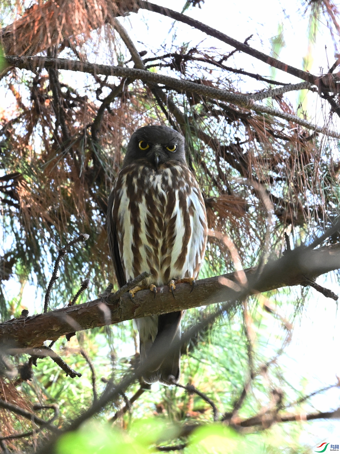 DSC_3370.JPG
