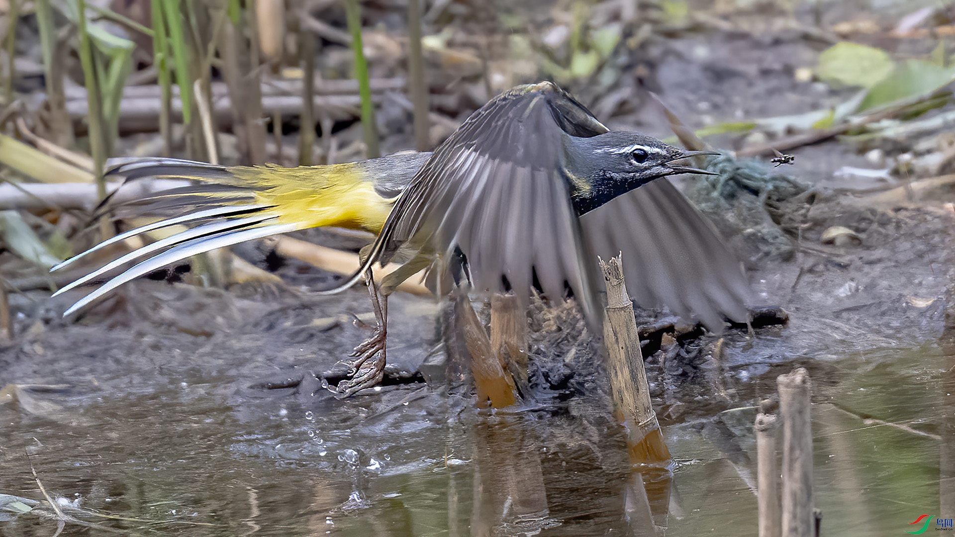 DSC_8957-.jpg