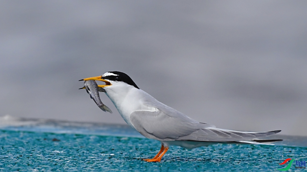 �������ѡ����ģ��ٻ����Ѿ������������� 28.png