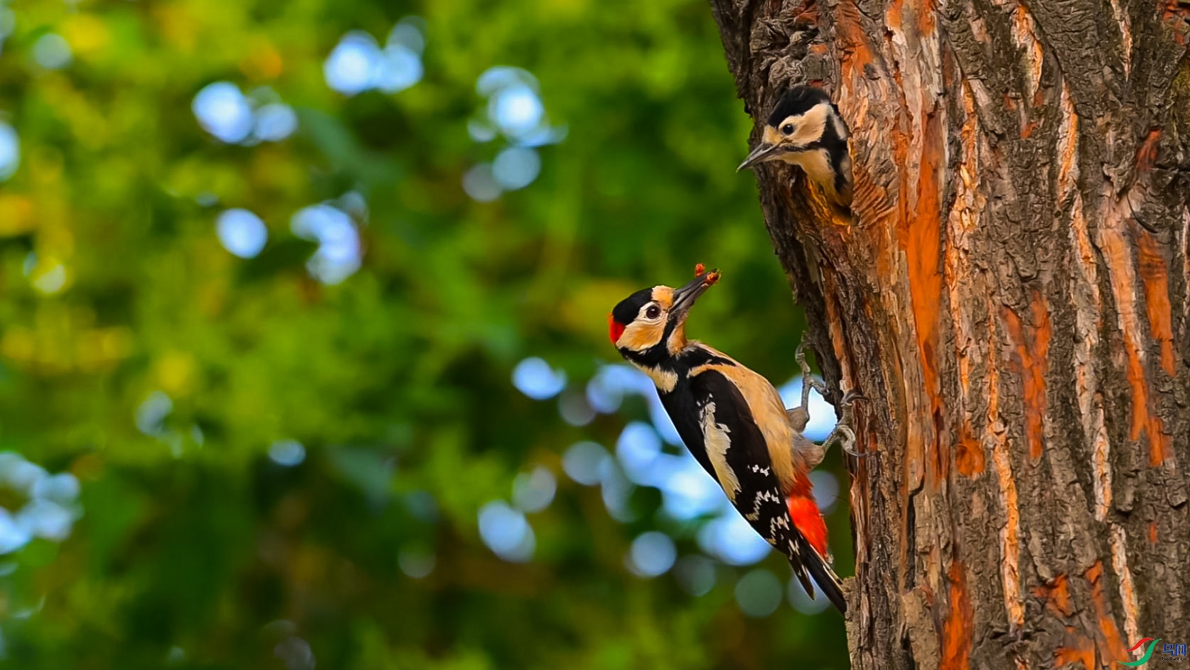 ��ľ������æ-���� ����.jpg