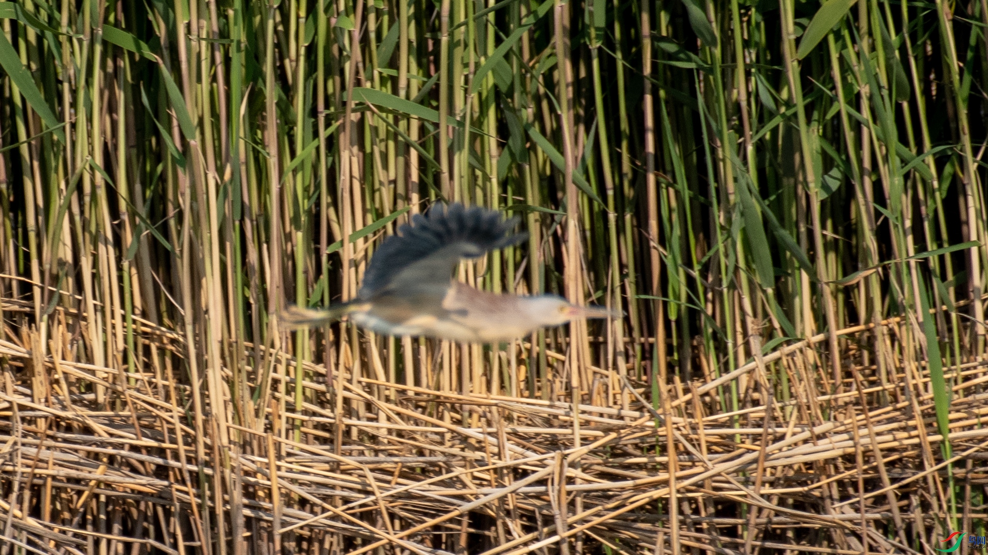 _DSC8675.jpg