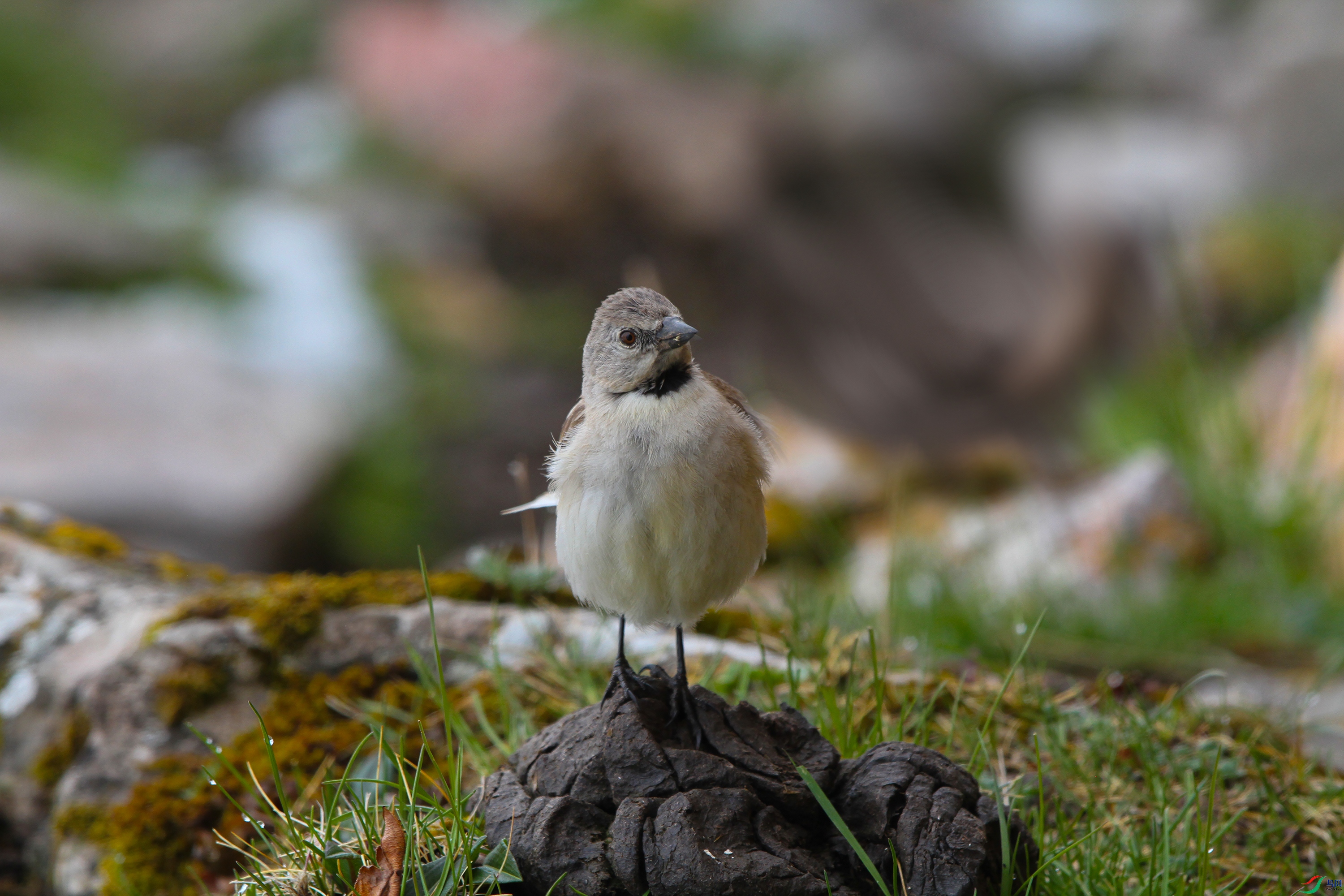 IMG_9672 ����444.jpg