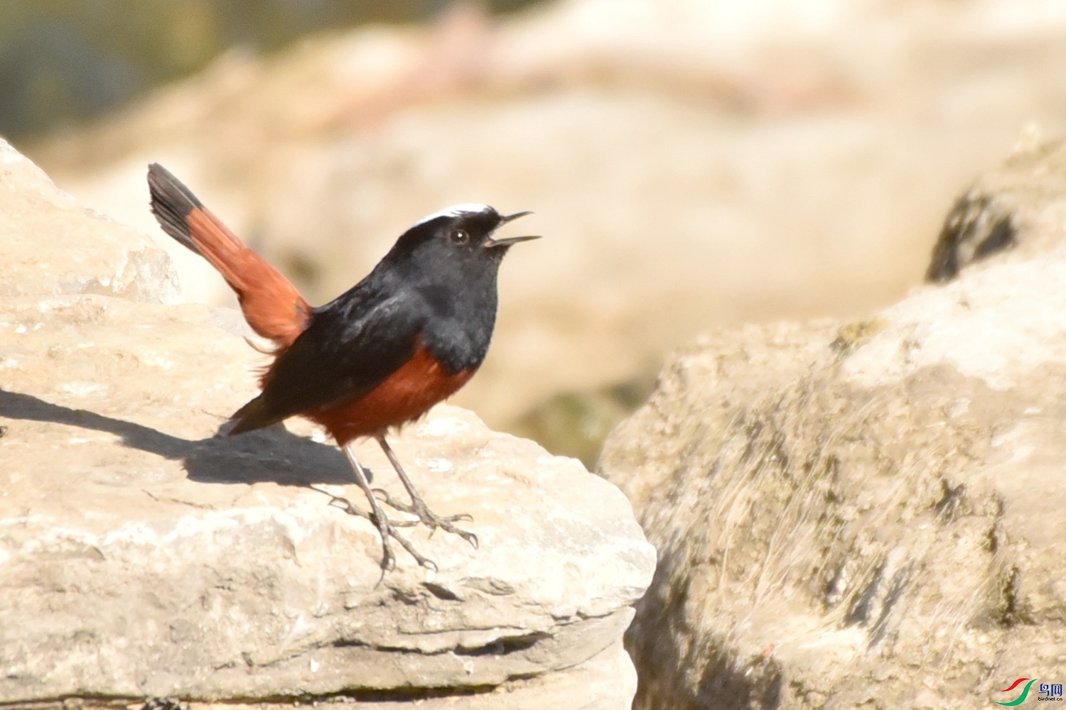 DSC_9630.JPG