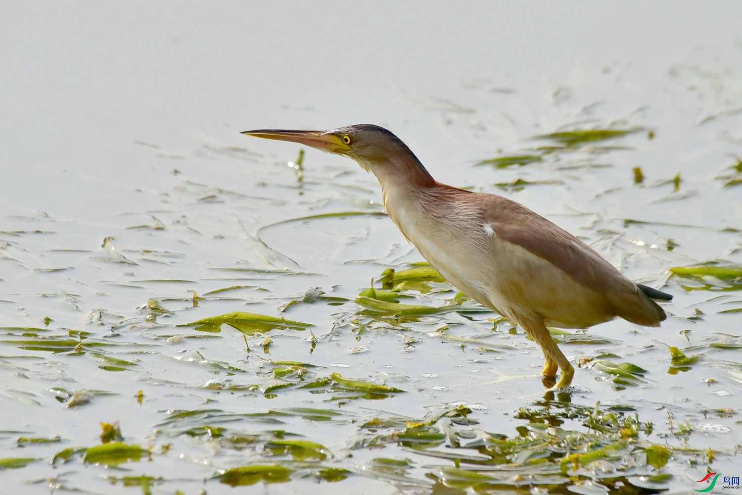 DSC_8785.JPG