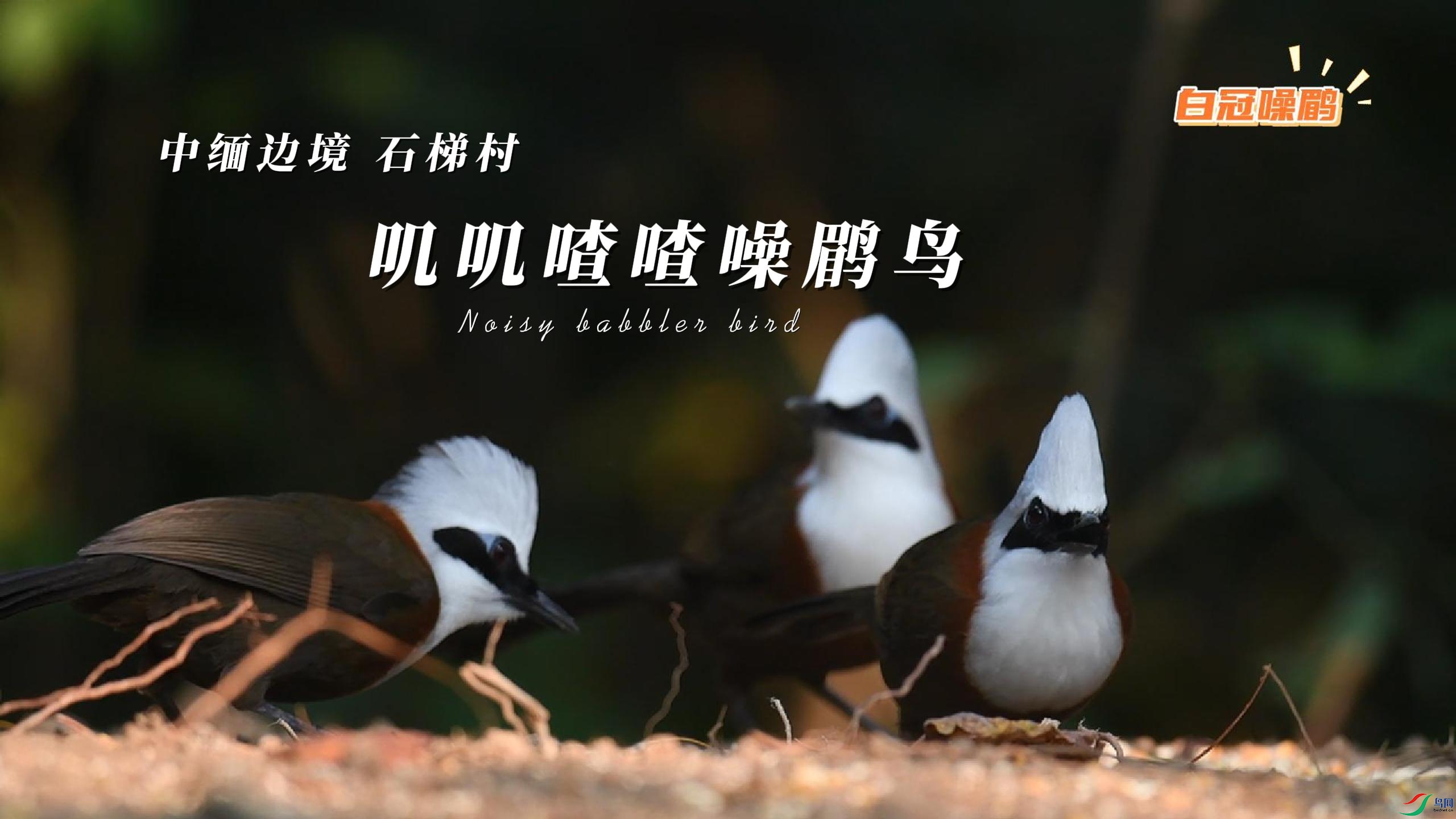 ����߾� ʯ�ݴ� ߴߴ����������-����.jpg